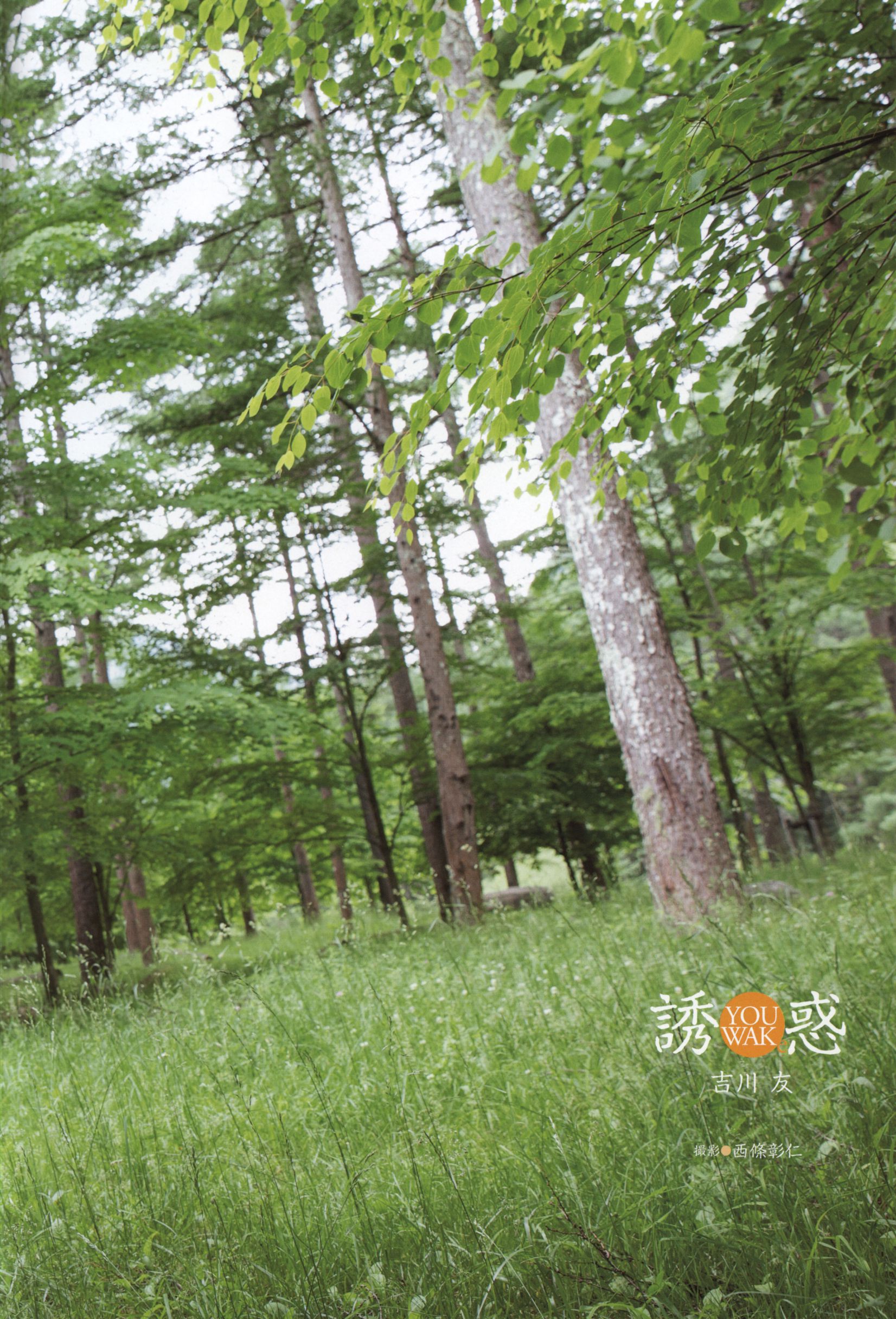 Yuu Kikkawa 吉川友《誘惑》-图2