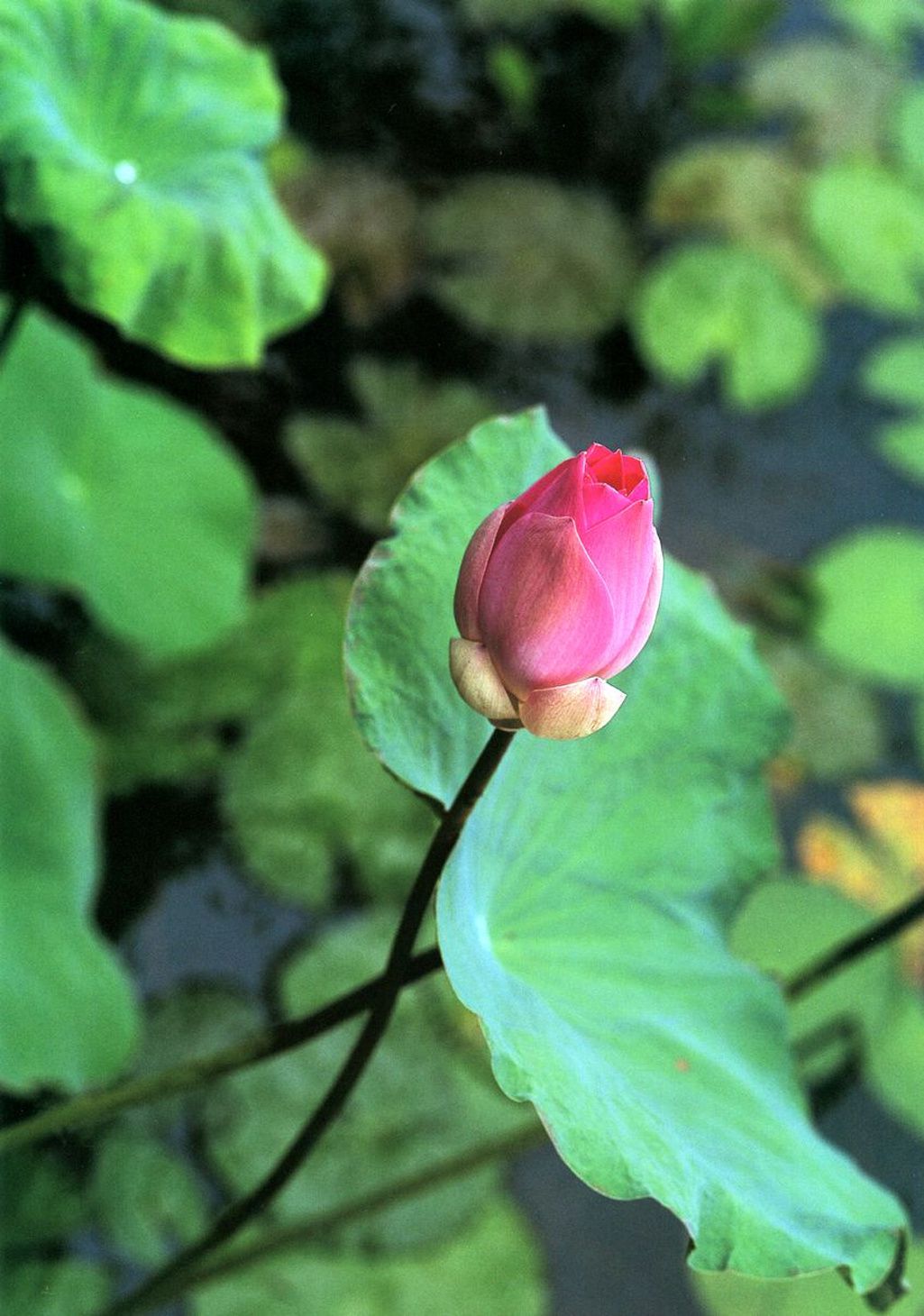 Anri Sugihara 杉原杏璃 《Anri My Love》-图25