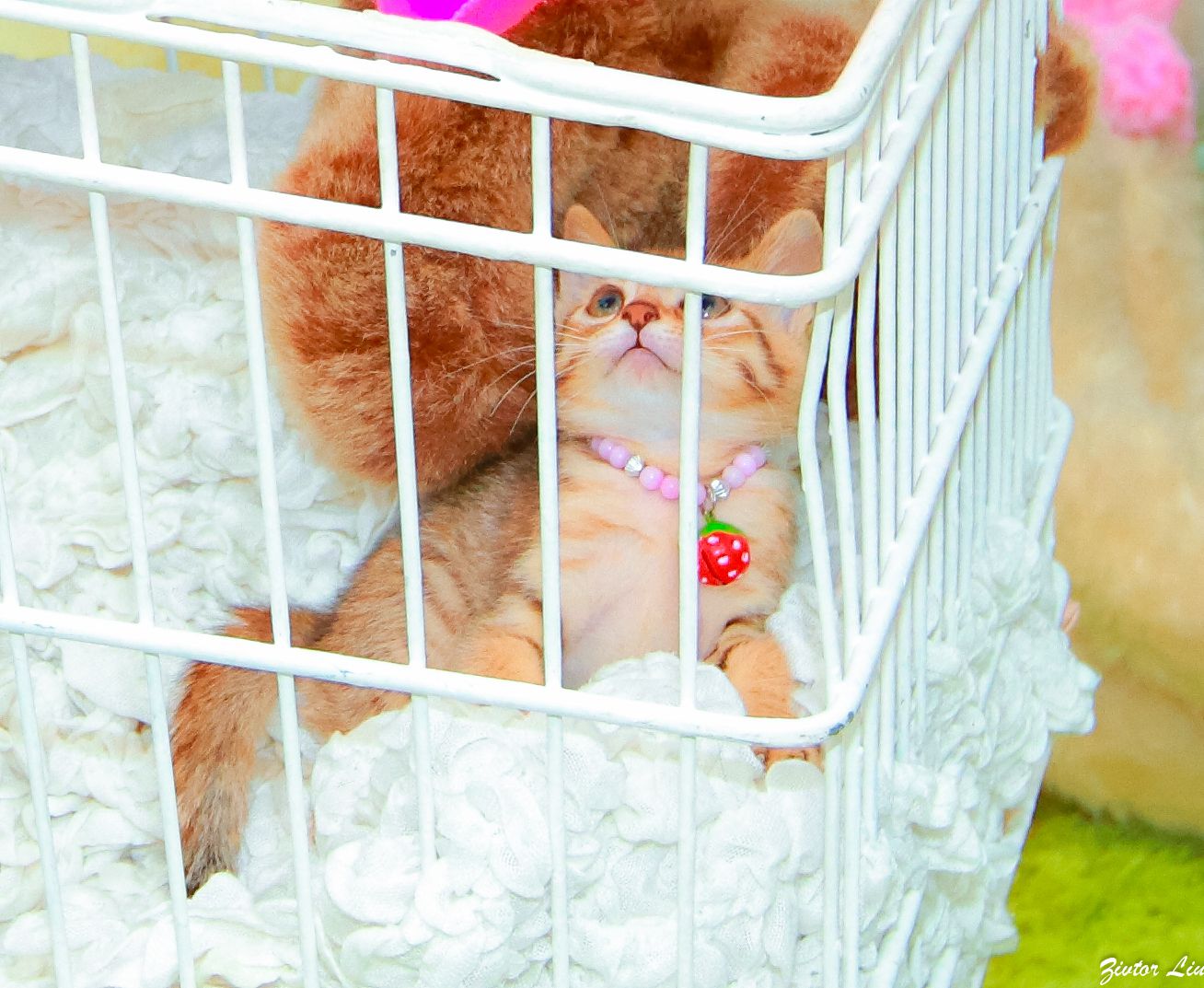 小敬/虞成敬《番号81的第二堂课》第I部-图28