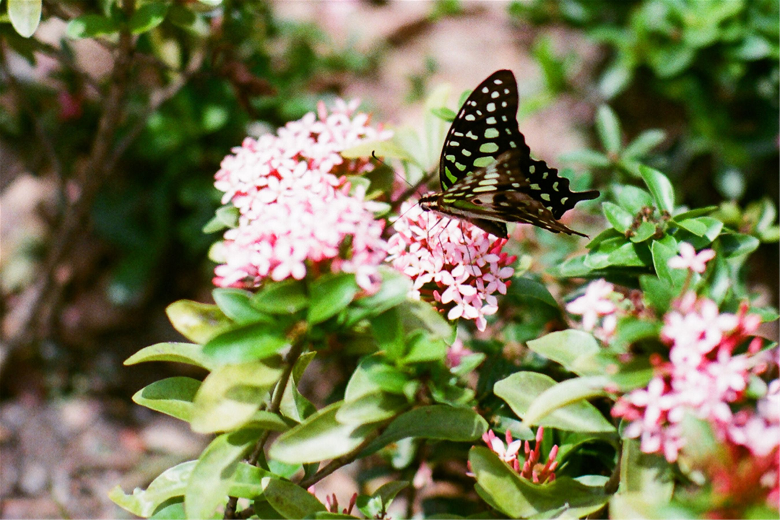 Kila晶晶/廖挺伶《莲池潭外拍》-图1
