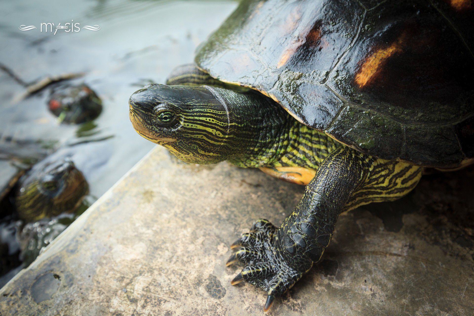 鲔鱼(鱼儿)、芷琳《my cis》-图53