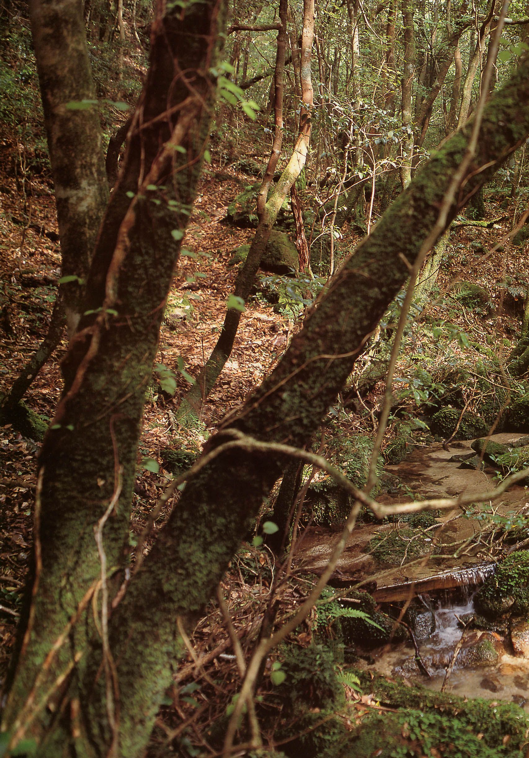 戸田恵梨香 《SANWA MOOK 7 生まれた泉》-图34