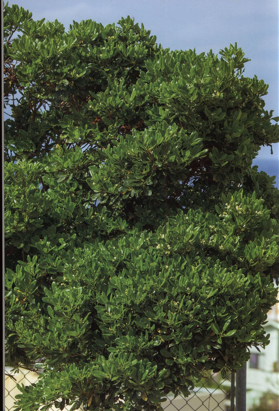 宮本佳林《Karin sixteen》Amazon限定カバーVer-图77