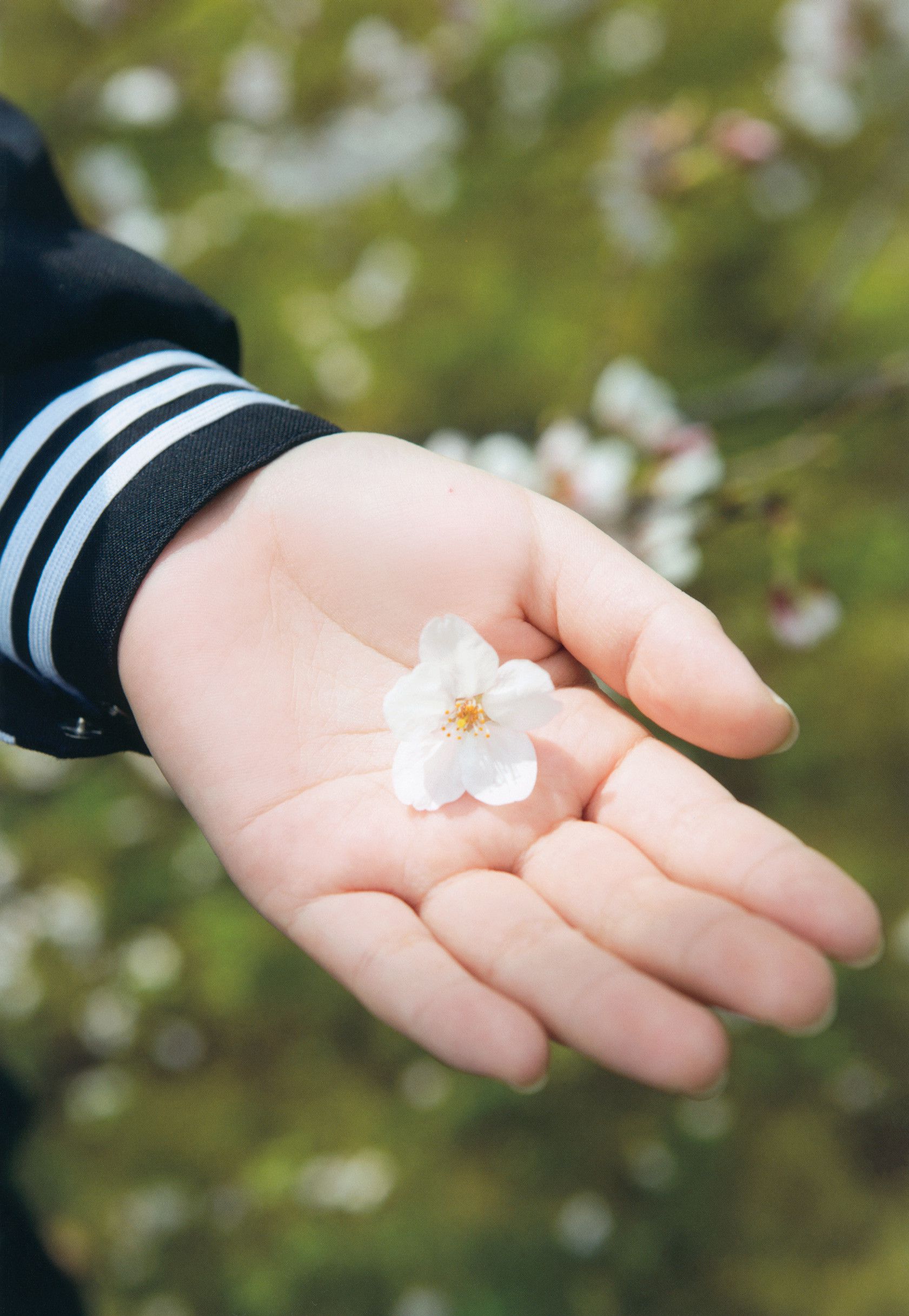 小田さくら/小田樱 《 さくら模様 》ファースト-图22