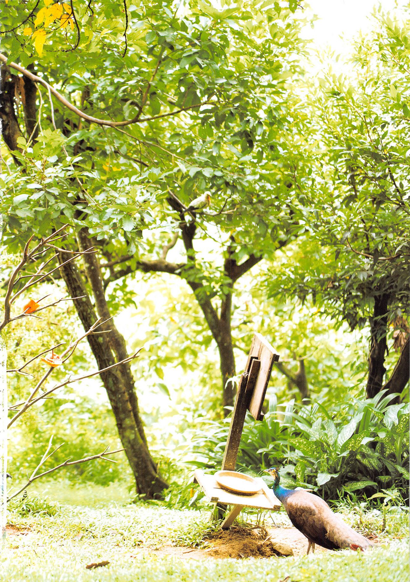 高柳明音《Churi》-图108