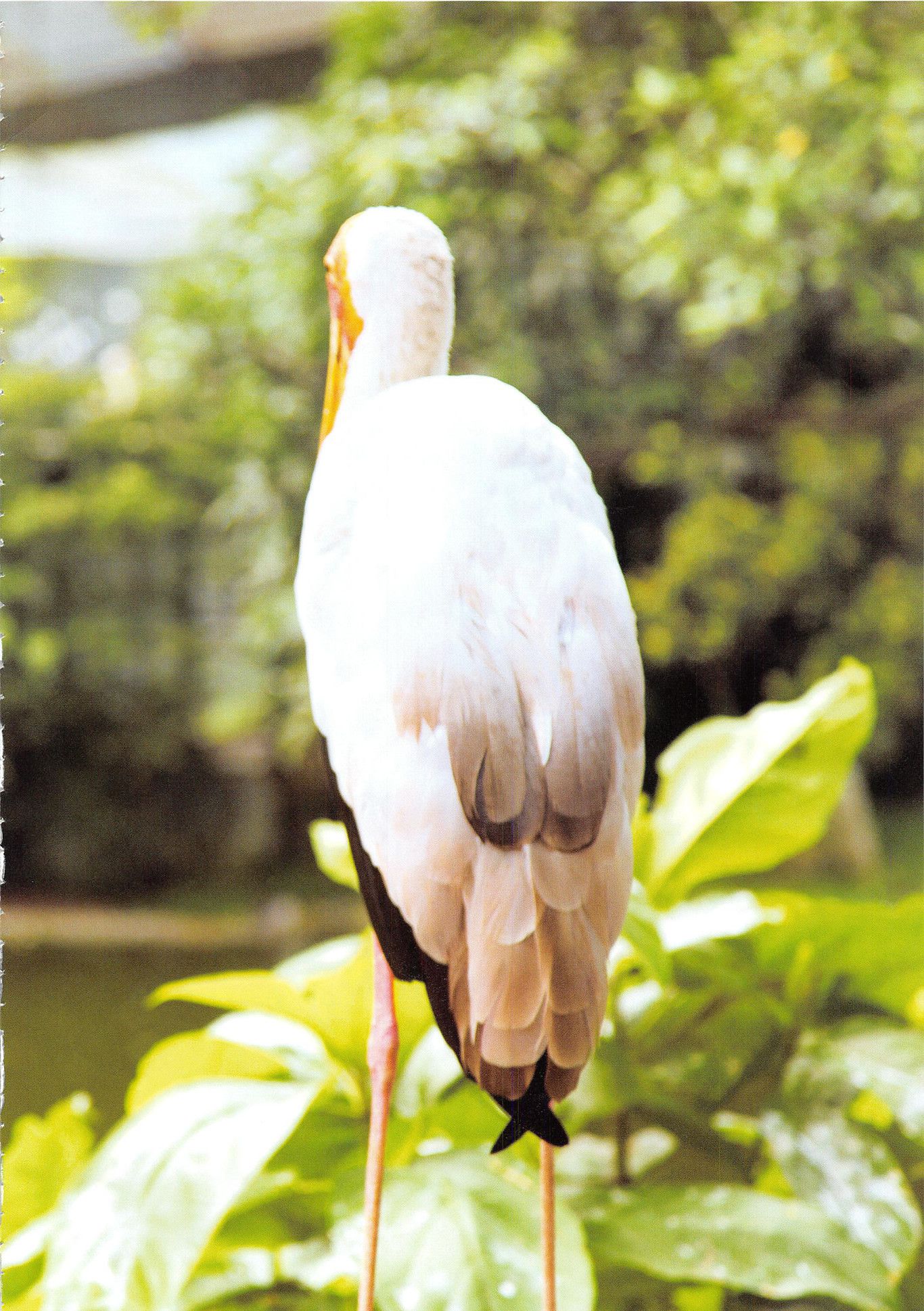 高柳明音《Churi》-图18