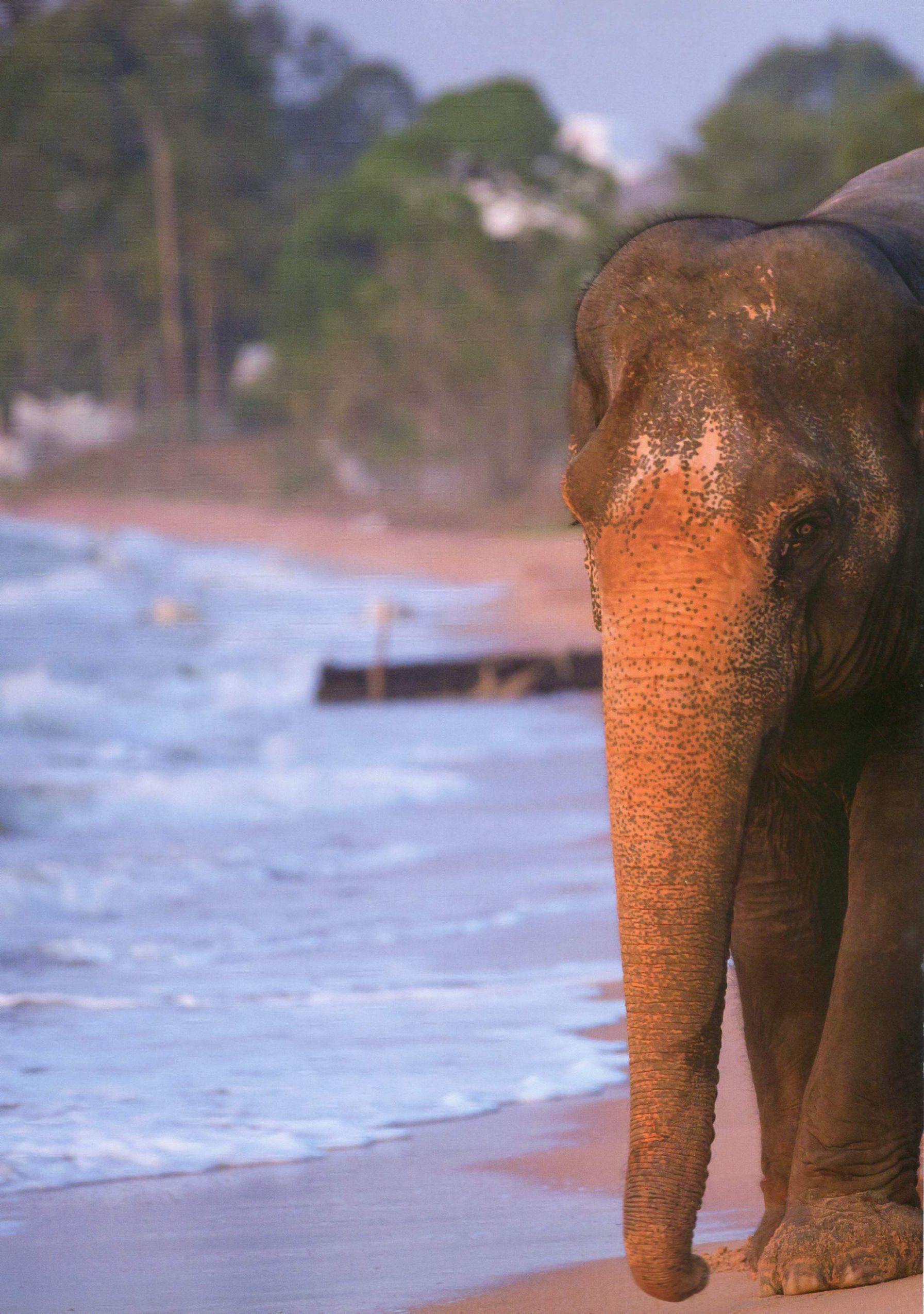 川岛海荷《Umikaze》-图6