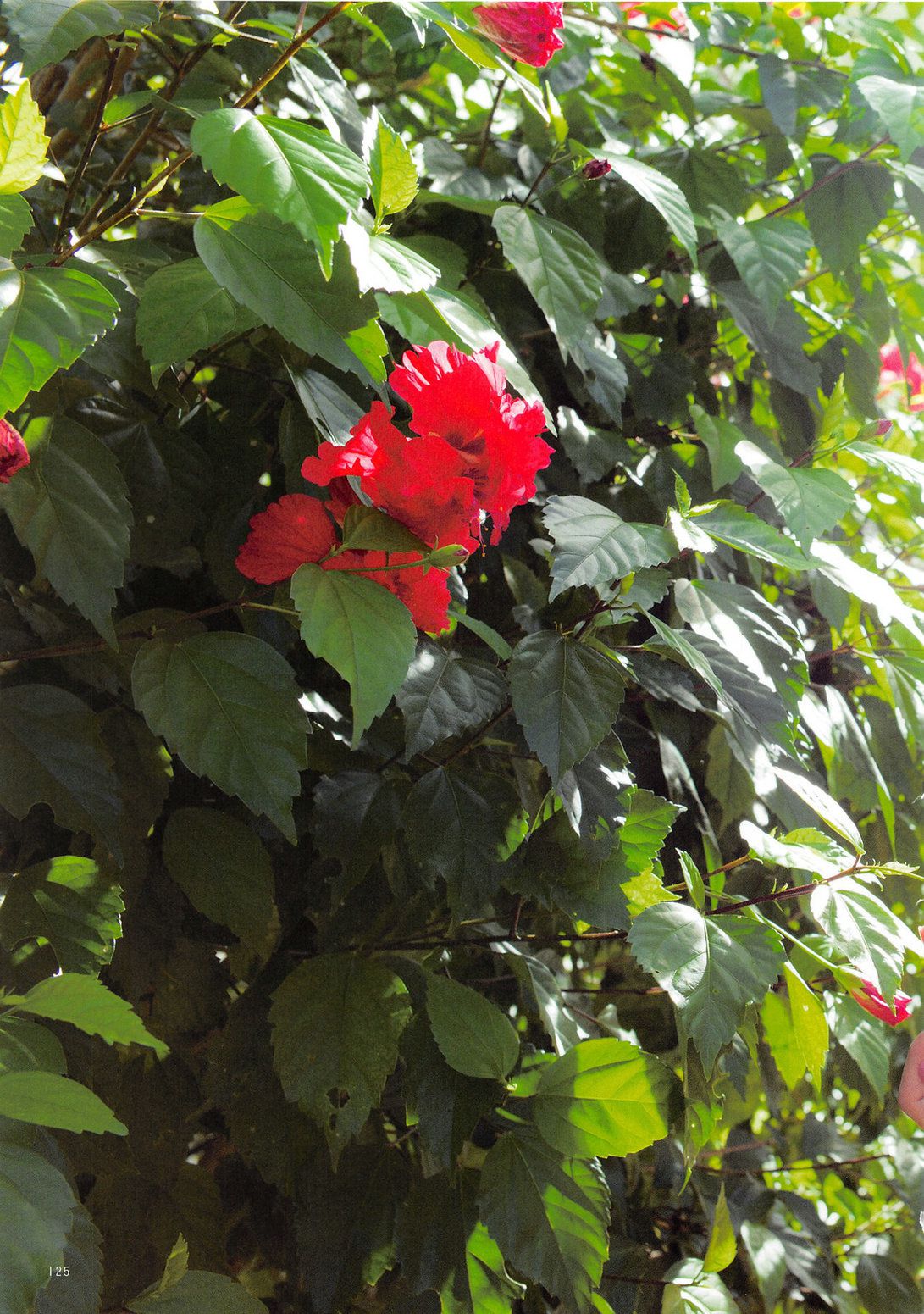 木﨑ゆりあ/木崎由里亚《Peace ぴーす》-图32