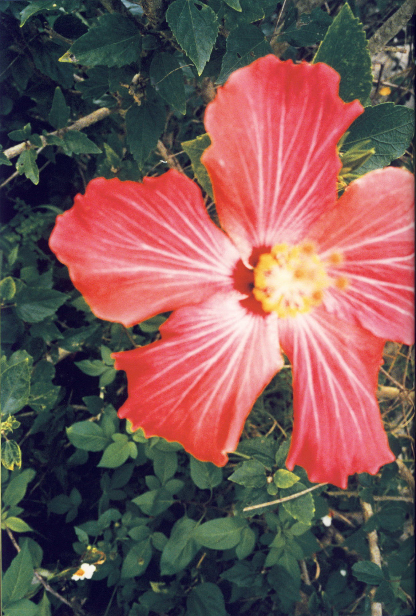 矢島舞美《舞美》-图66