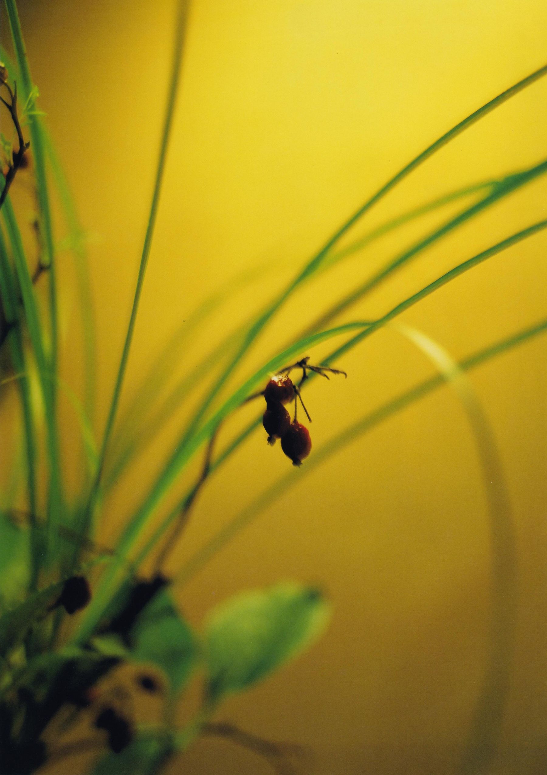 石川梨華《Hana bi 華美》-图49