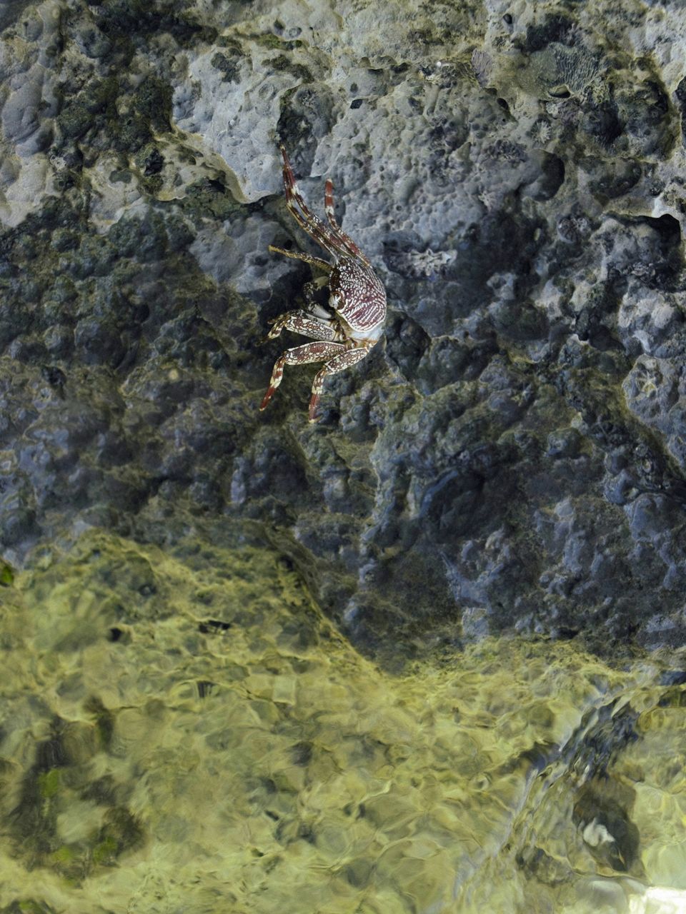 小嶋陽菜《こじはる》  Deluxe-图9