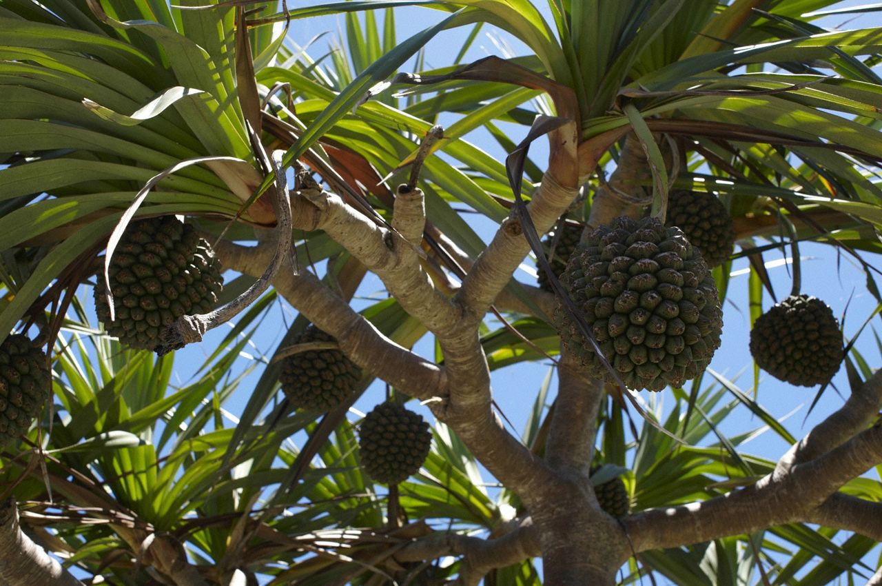 小嶋陽菜《こじはる》  Deluxe-图10