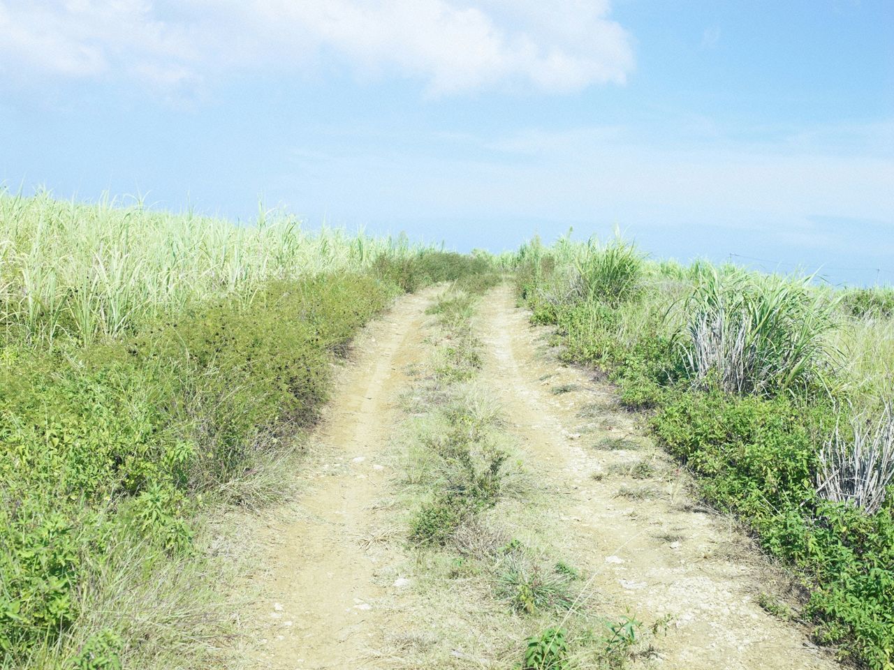 小嶋陽菜《こじはる》  Deluxe-图25