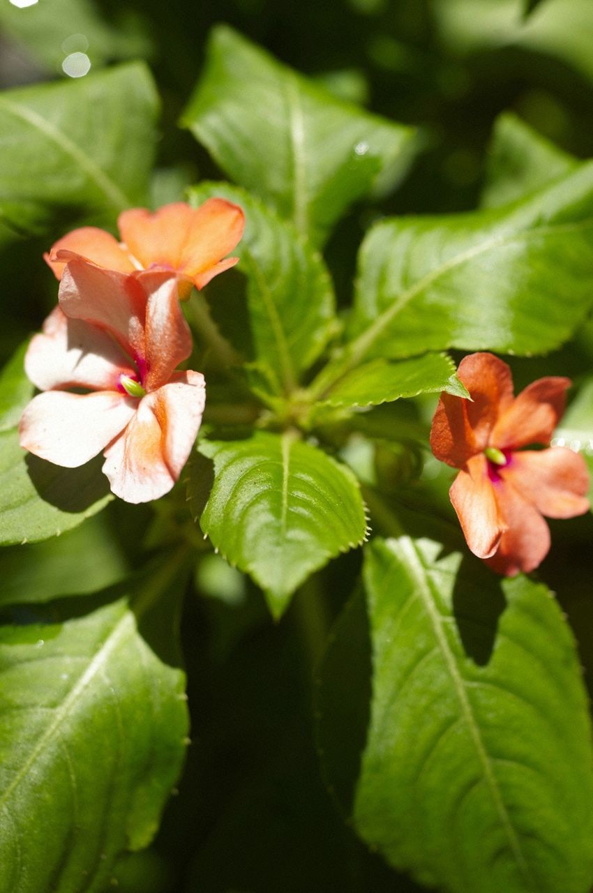 小嶋陽菜《こじはる》  Deluxe-图51