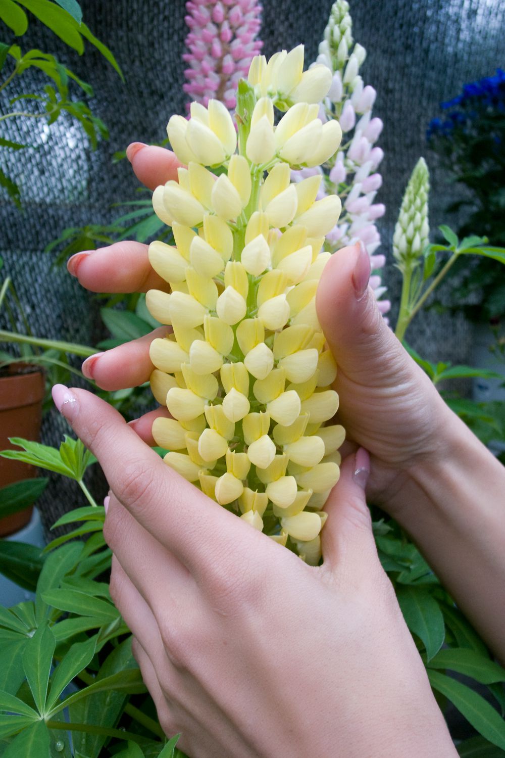 WEB No.107 亜希菜《ひみつメモリー》-图6