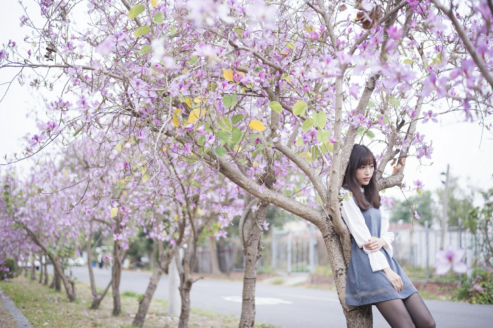 彭丽嘉(Lady憶憶)《樱花下的黑丝》-图3