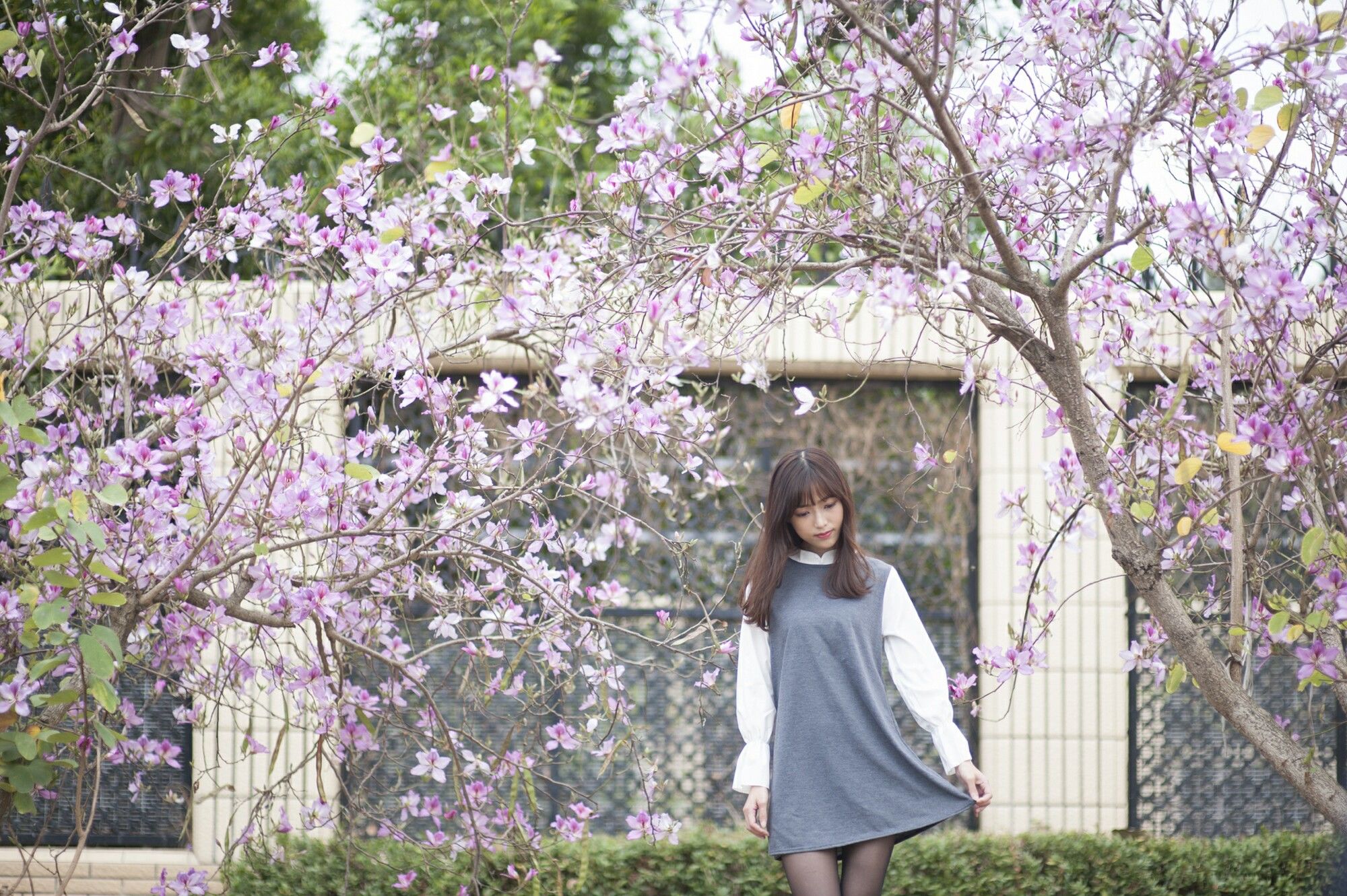 彭丽嘉(Lady憶憶)《樱花下的黑丝》-图4