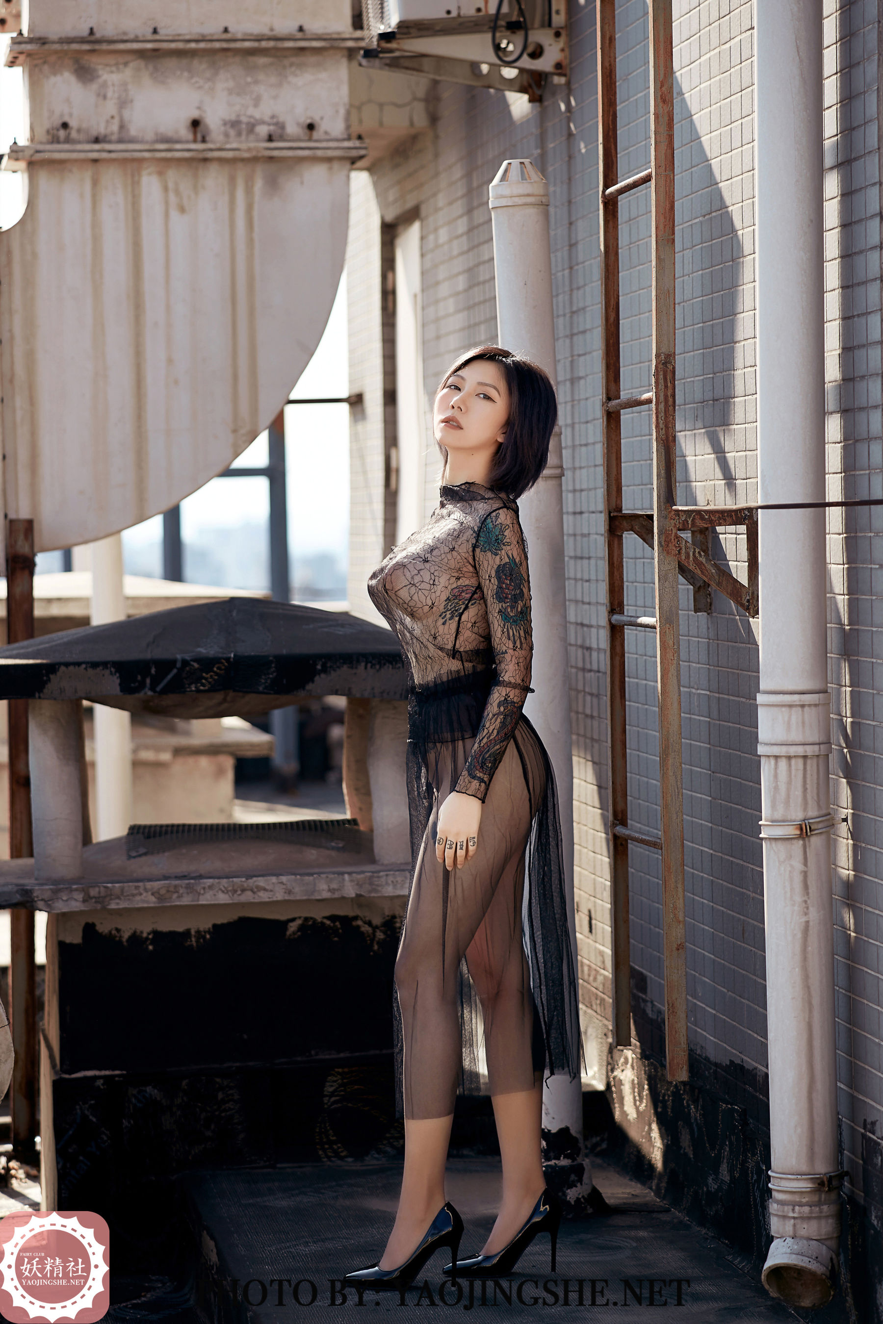 V2002 菊花 望京-图0