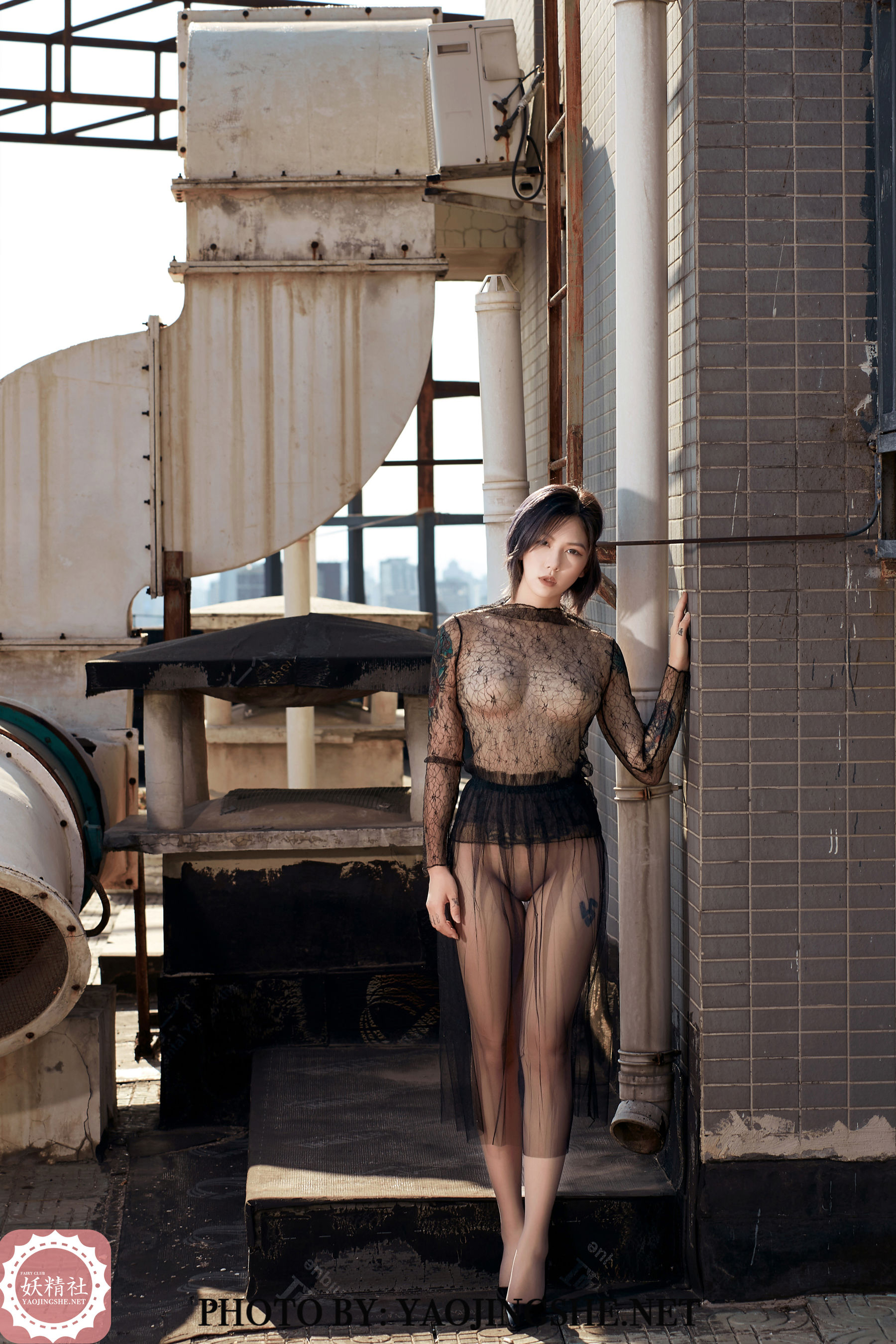 V2002 菊花 望京-图1