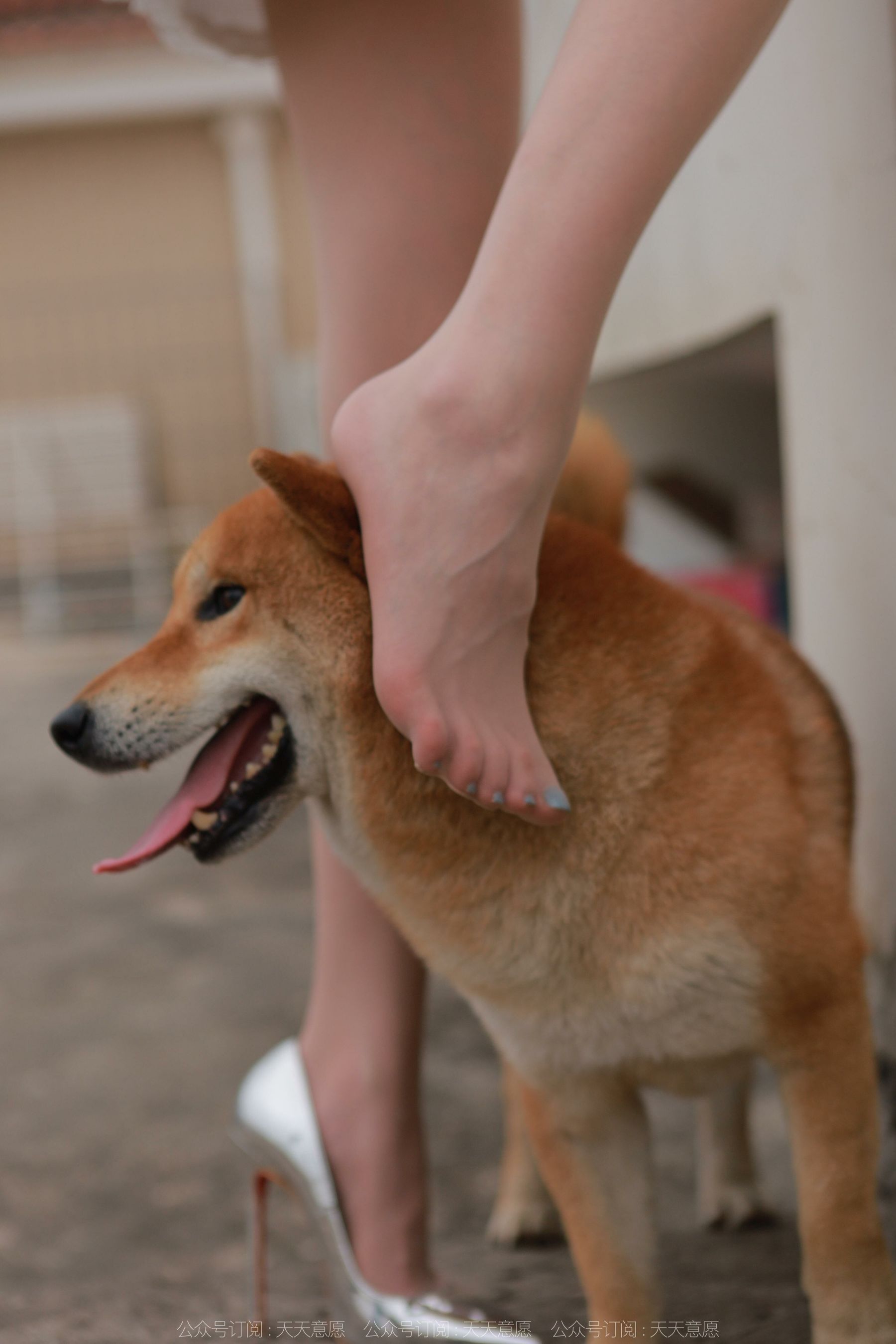 模特 佳爷 《12月女神佳爷》-图88