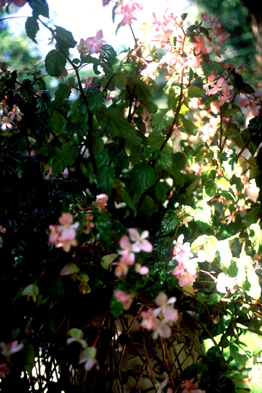 SF-No.099 Maya Akishiro 章代麻矢-图3