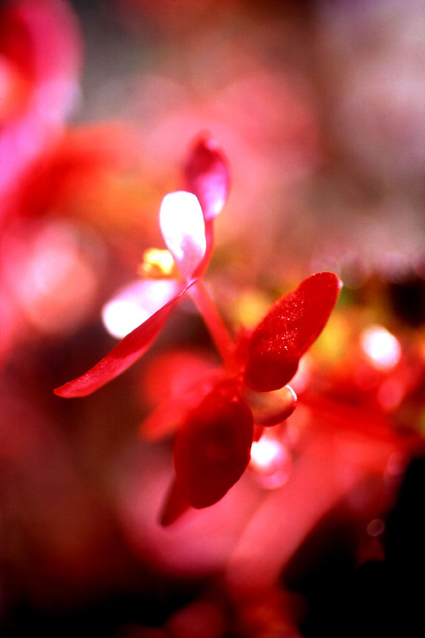 SF-No.099 Maya Akishiro 章代麻矢-图49