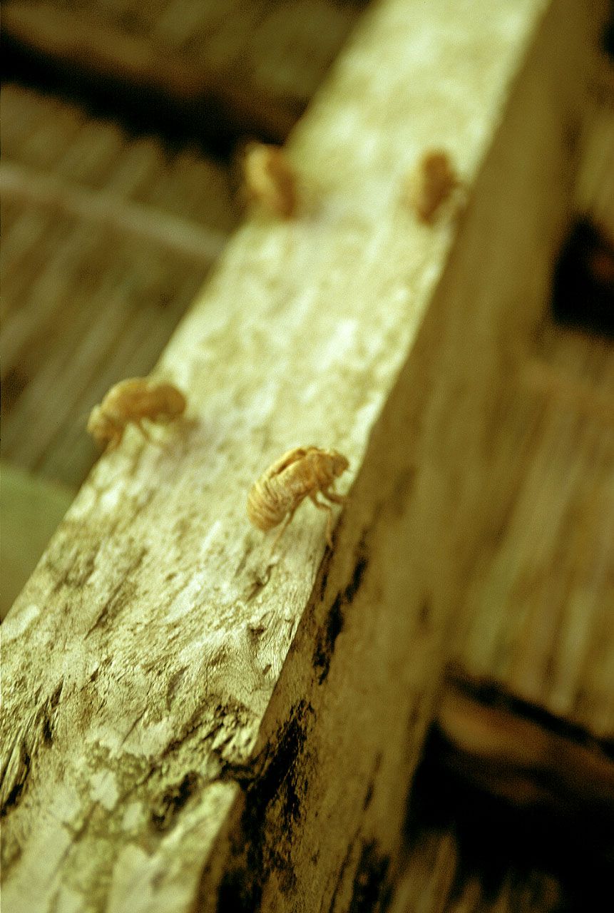 SF-No.162 Natsuki Harada 原田夏希-图35