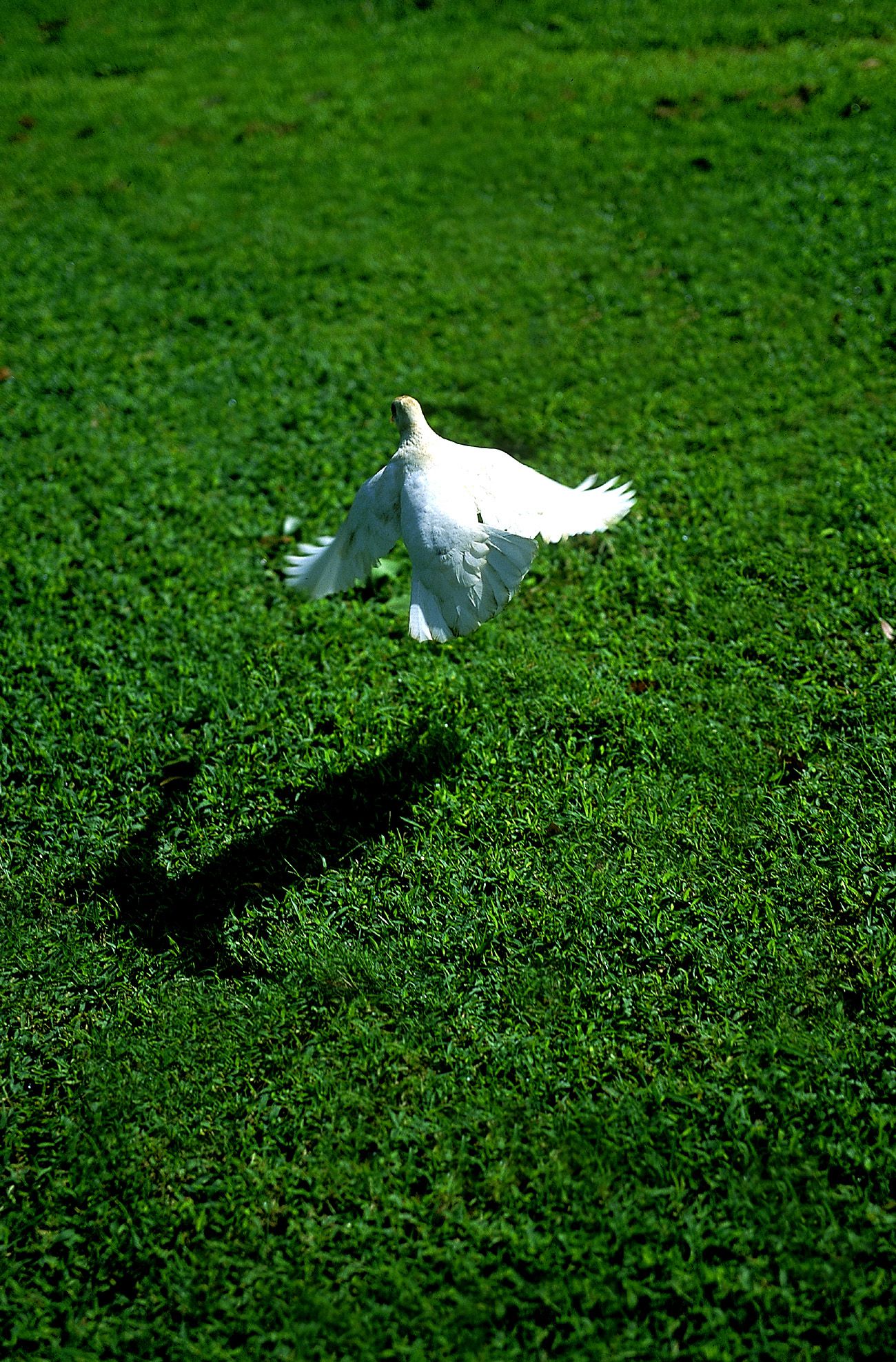 SF-No.181 Asuka Yanagi 柳明日香-图14