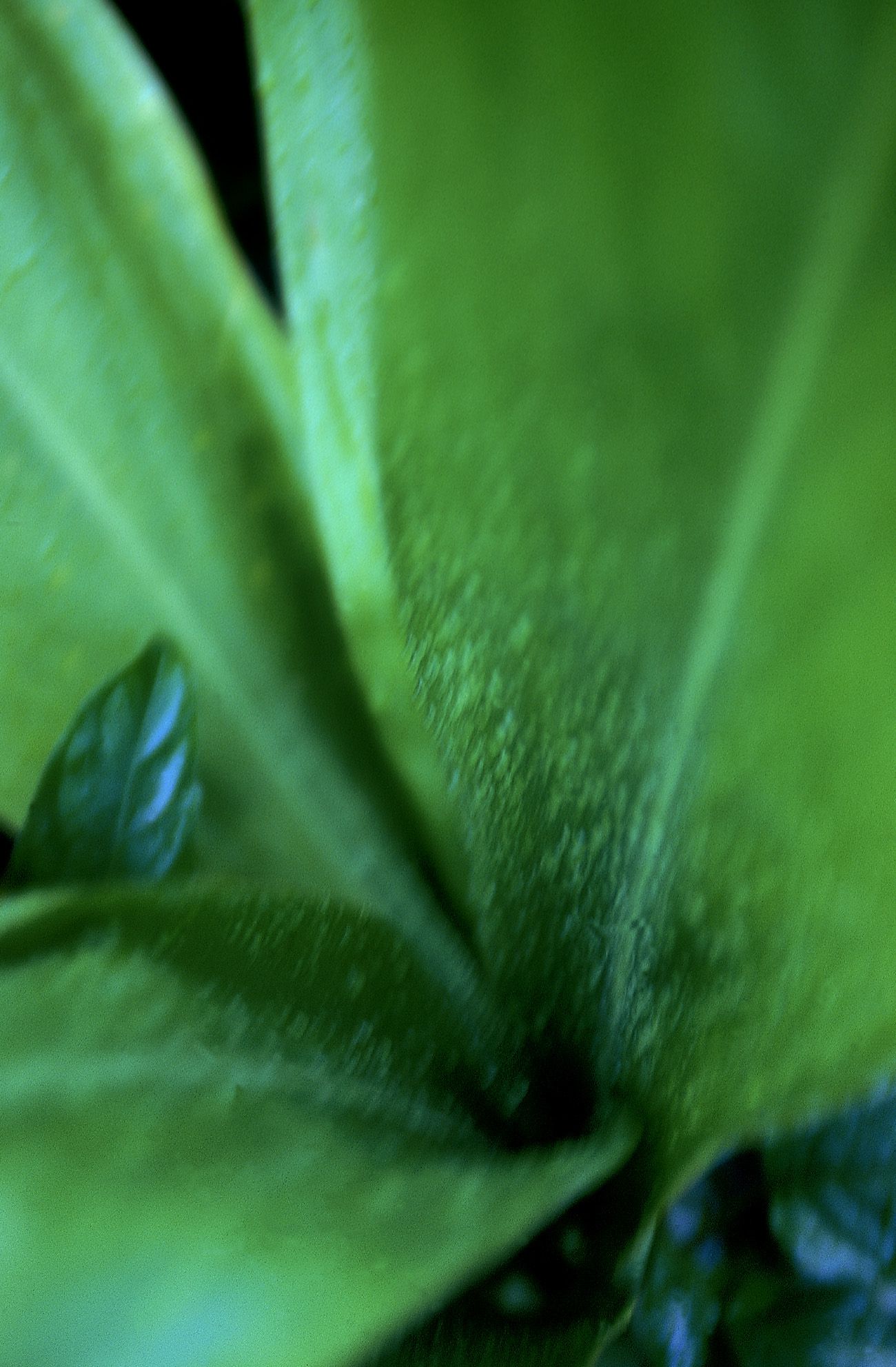 SF-No.181 Asuka Yanagi 柳明日香-图53