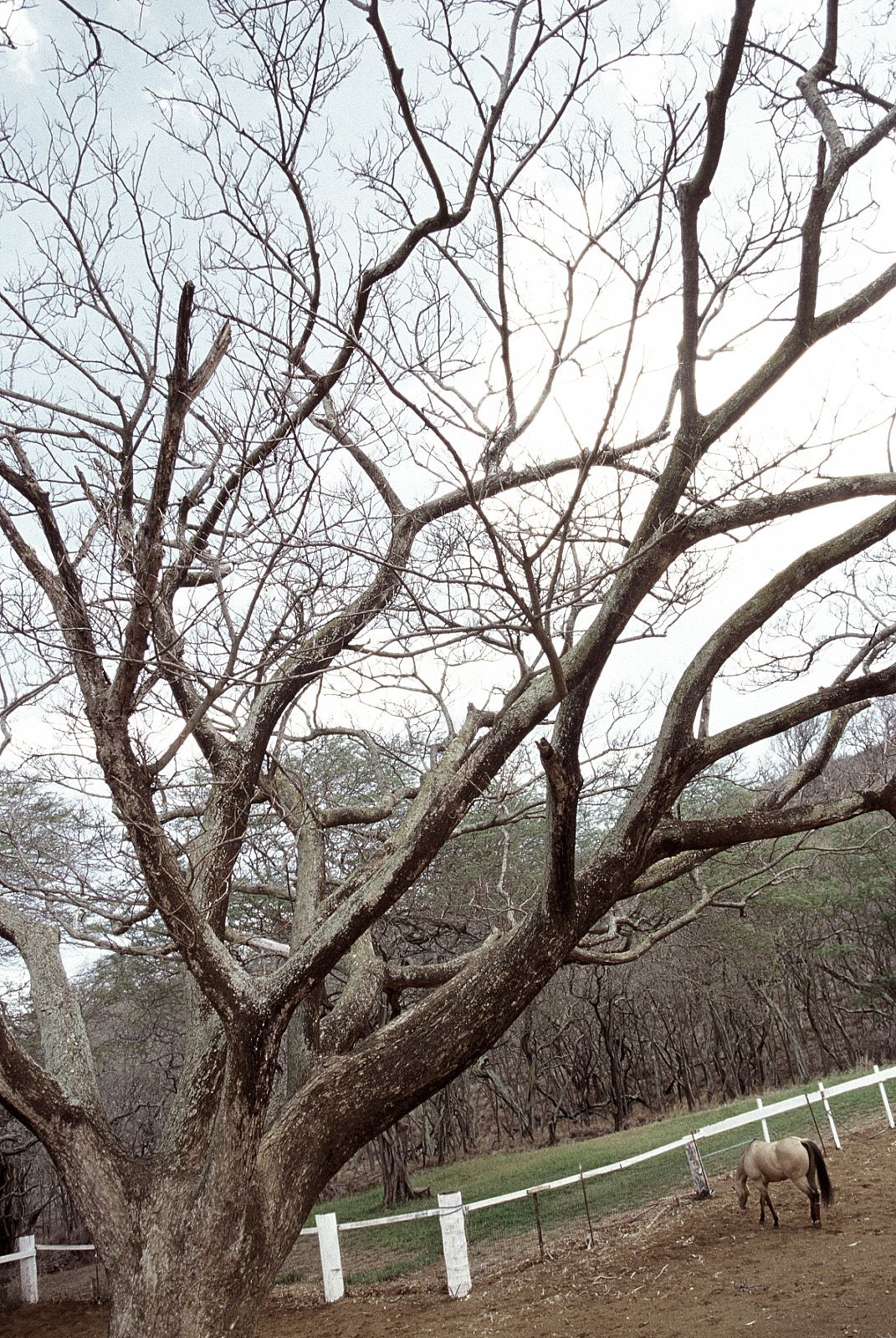 SF-No.185 Asuka Yanagi 柳明日香-图30