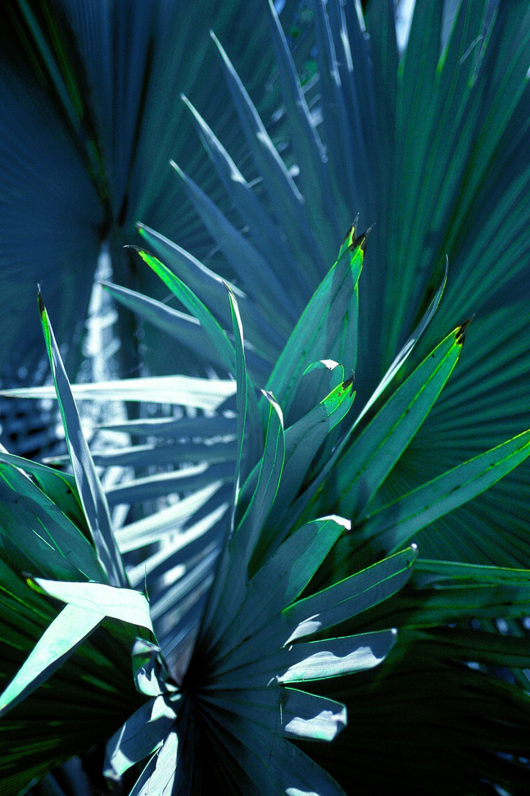 SF-No.186 Miyuu Inaba 稻葉美優/木村深華-图30