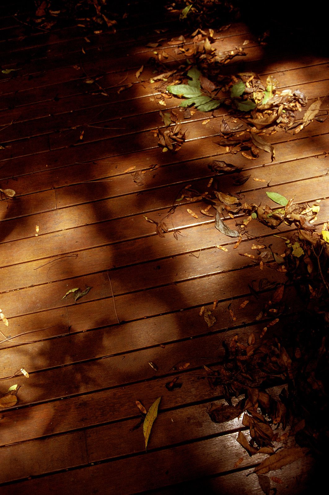 SF-No.186 Miyuu Inaba 稻葉美優/木村深華-图49