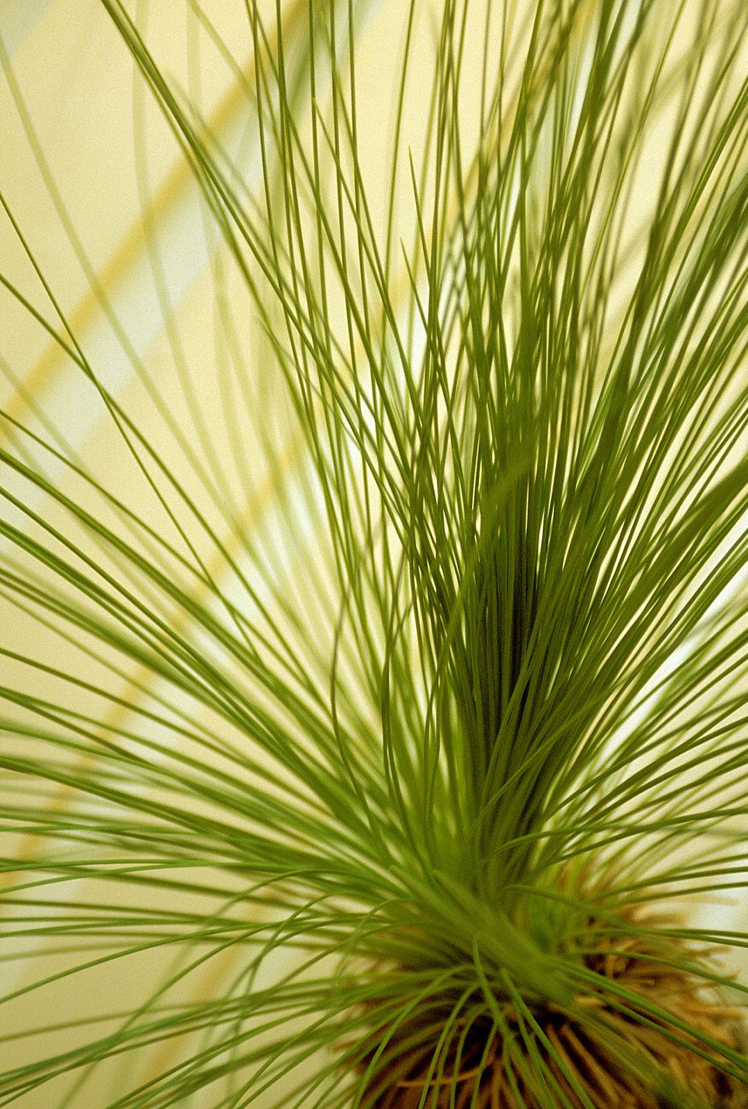 SF-No.186 Miyuu Inaba 稻葉美優/木村深華-图55