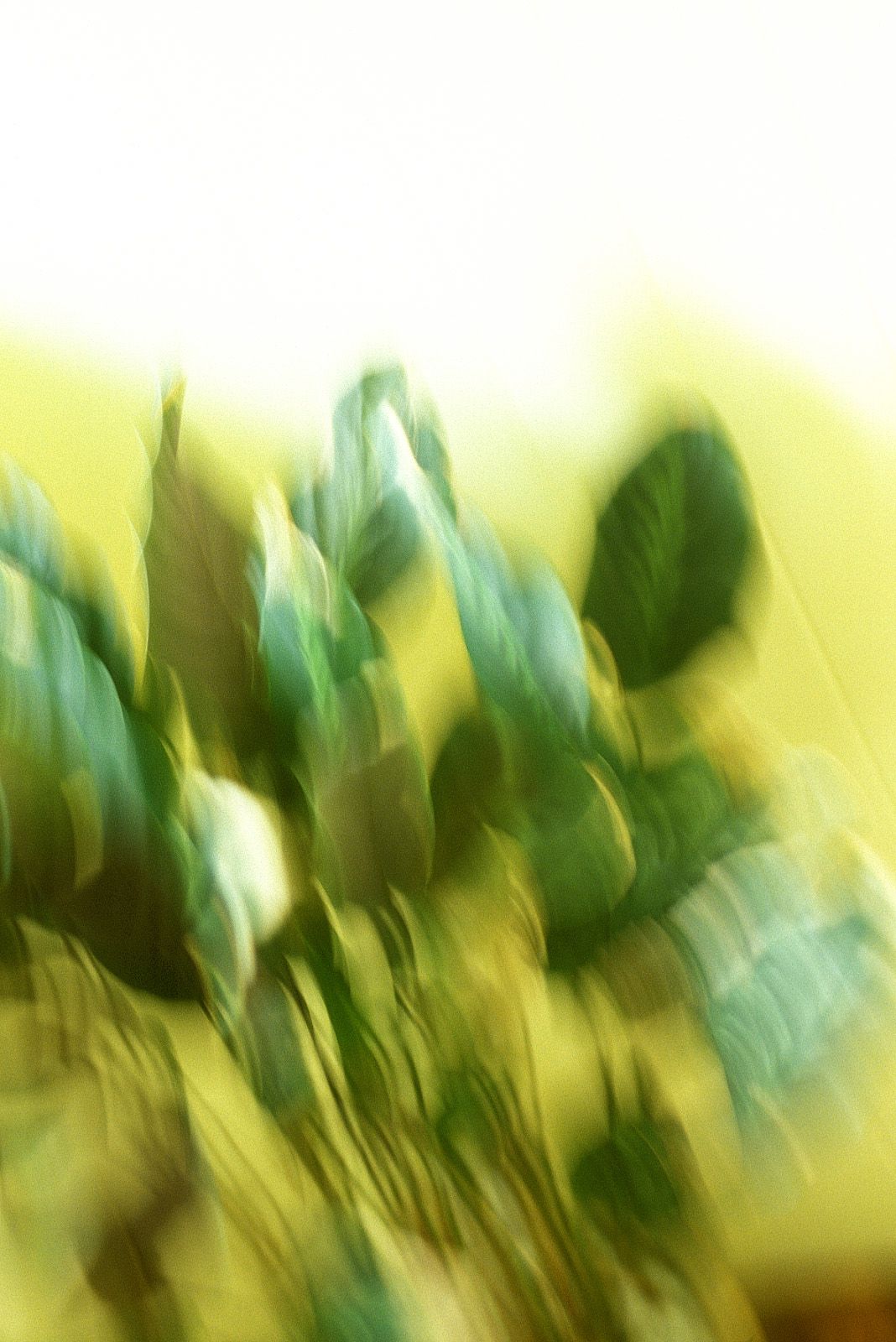 SF-No.186 Miyuu Inaba 稻葉美優/木村深華-图61