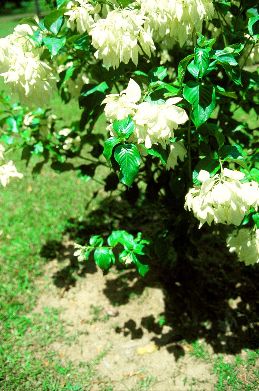 SF-No.186 Miyuu Inaba 稻葉美優/木村深華-图66