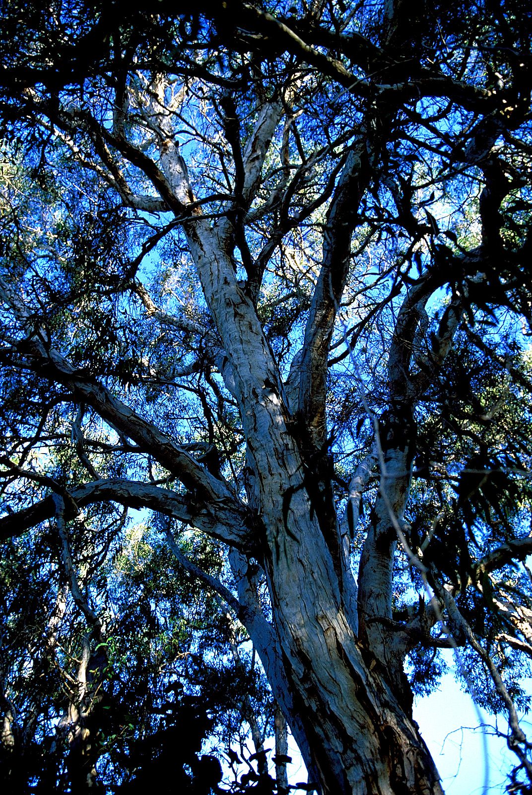 SF-No.201 Aki Nishihara 西原亚希 -UNDERAGE!-图76