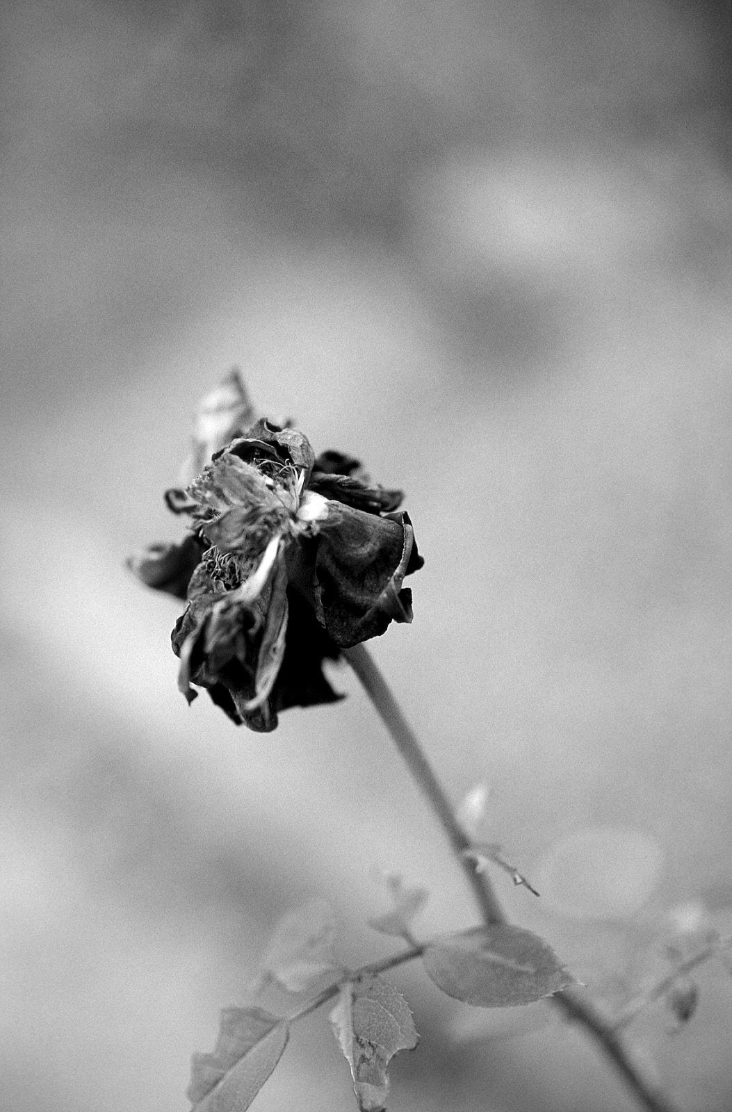 SF-No.204 Moemi Tominaga 富永萌美 -UNDERAGE!-图16