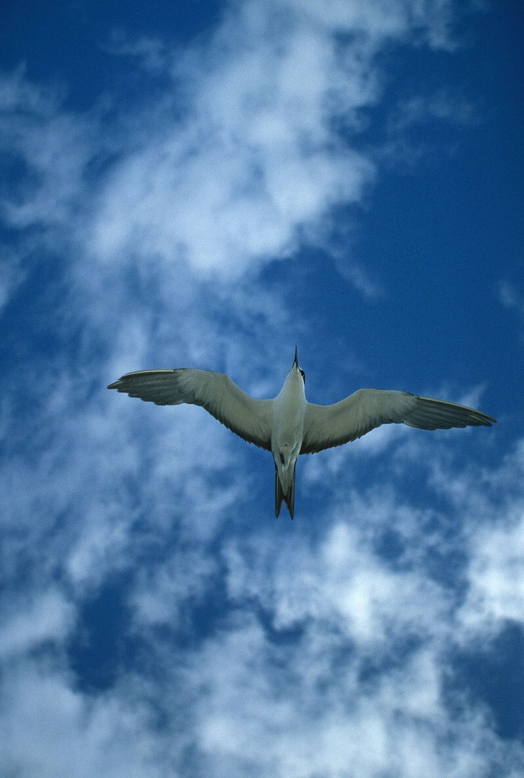 SF-No.204 Moemi Tominaga 富永萌美 -UNDERAGE!-图32