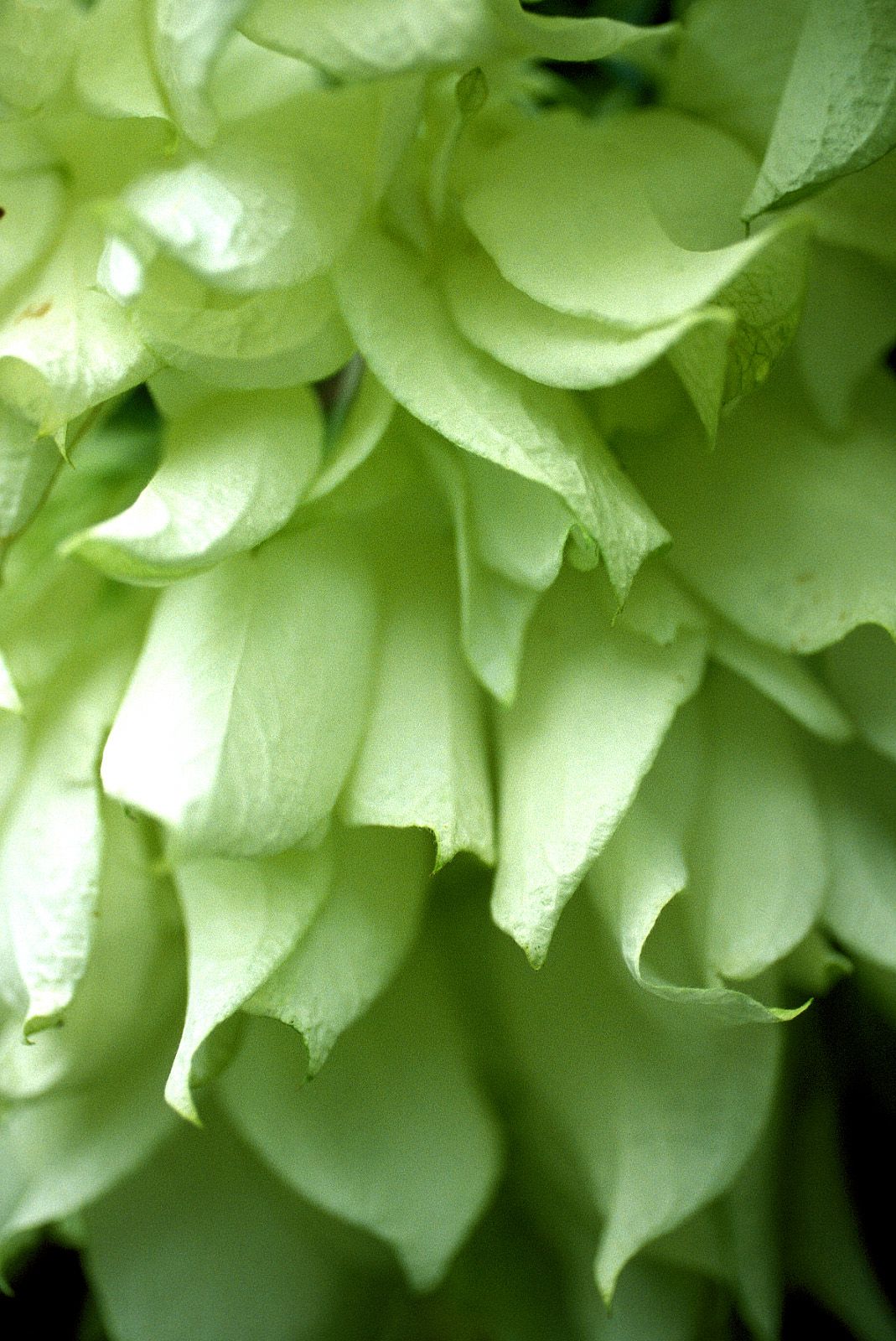 SF-No.204 Moemi Tominaga 富永萌美 -UNDERAGE!-图5