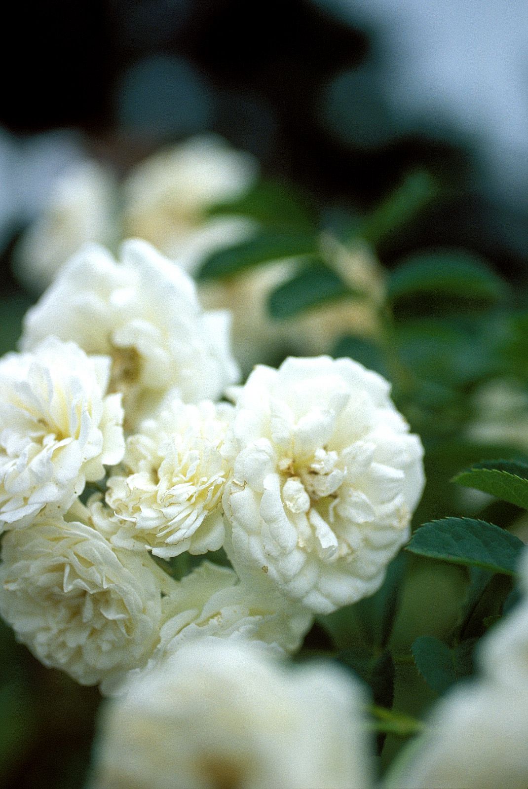 SF-No.204 Moemi Tominaga 富永萌美 -UNDERAGE!-图81