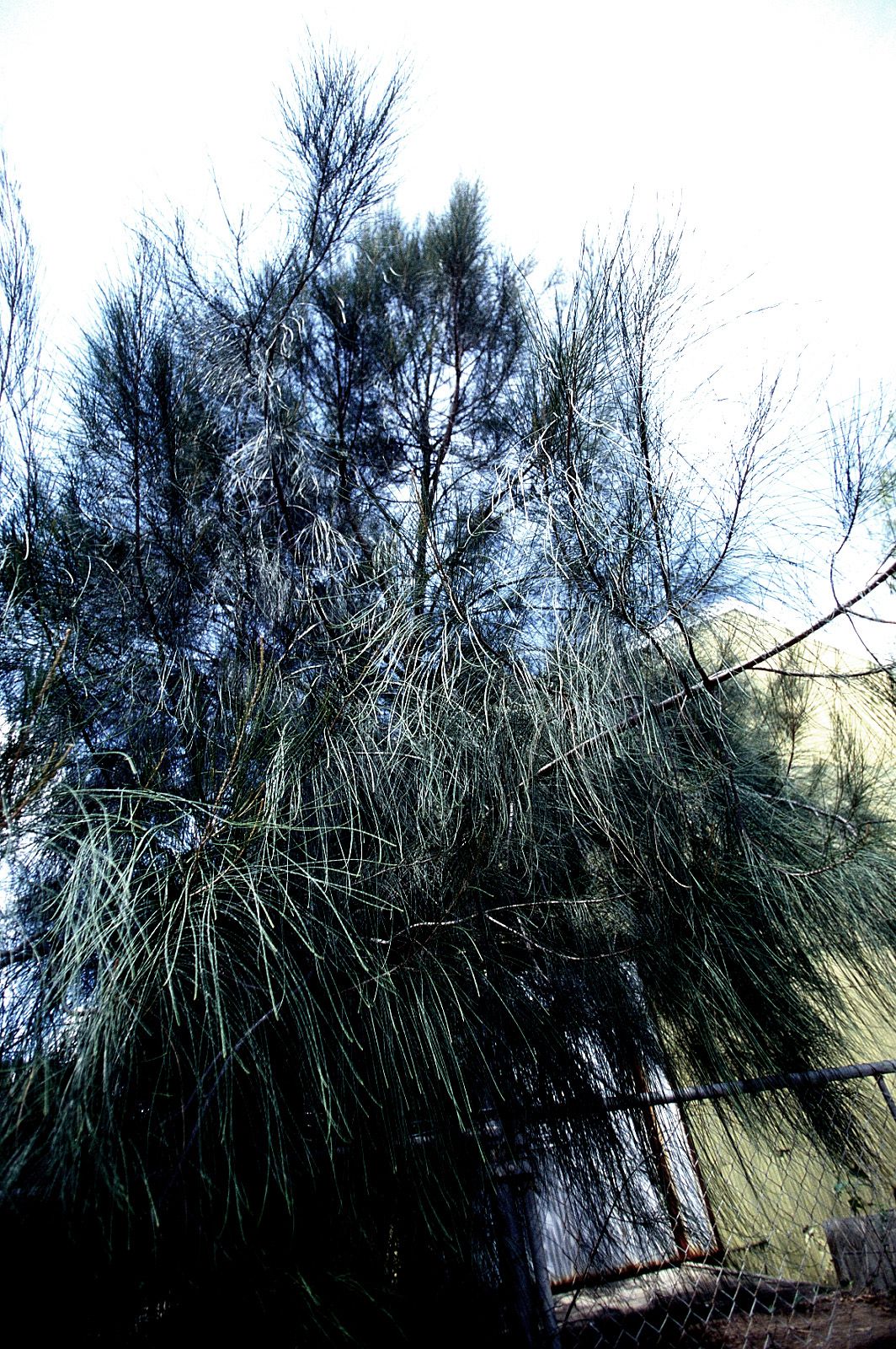 SF-No.204 Moemi Tominaga 富永萌美 -UNDERAGE!-图84