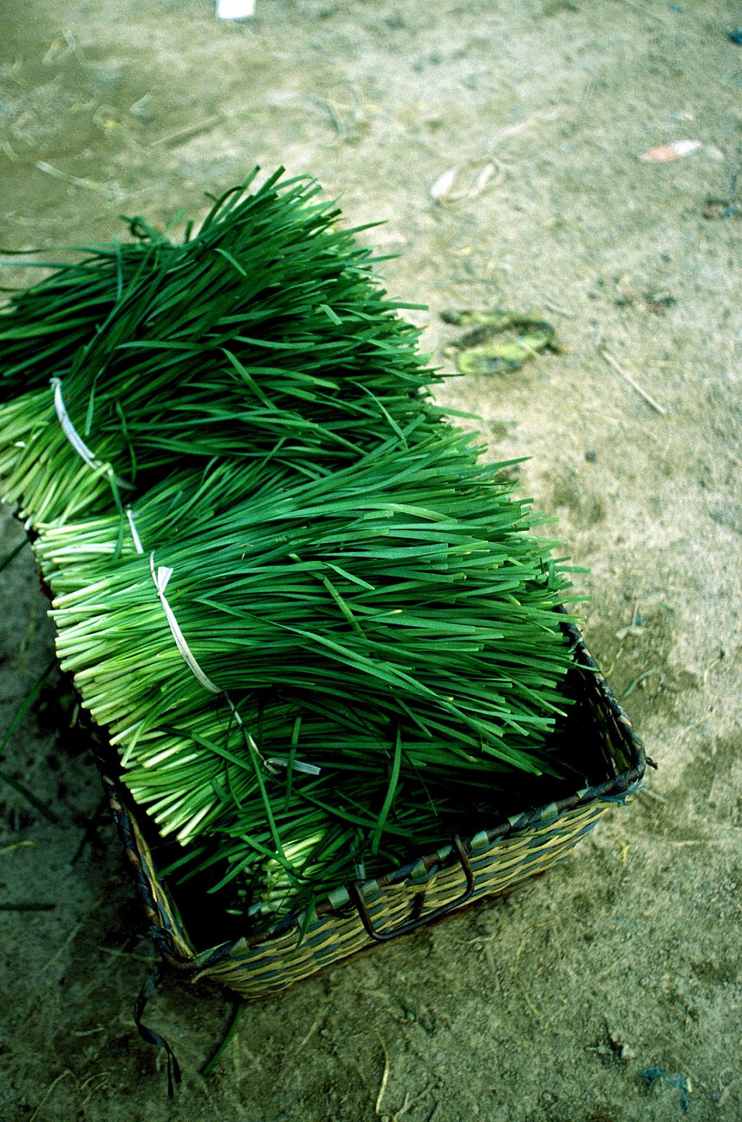 SF-No.209 Mari Hoshino 星野真理-图9