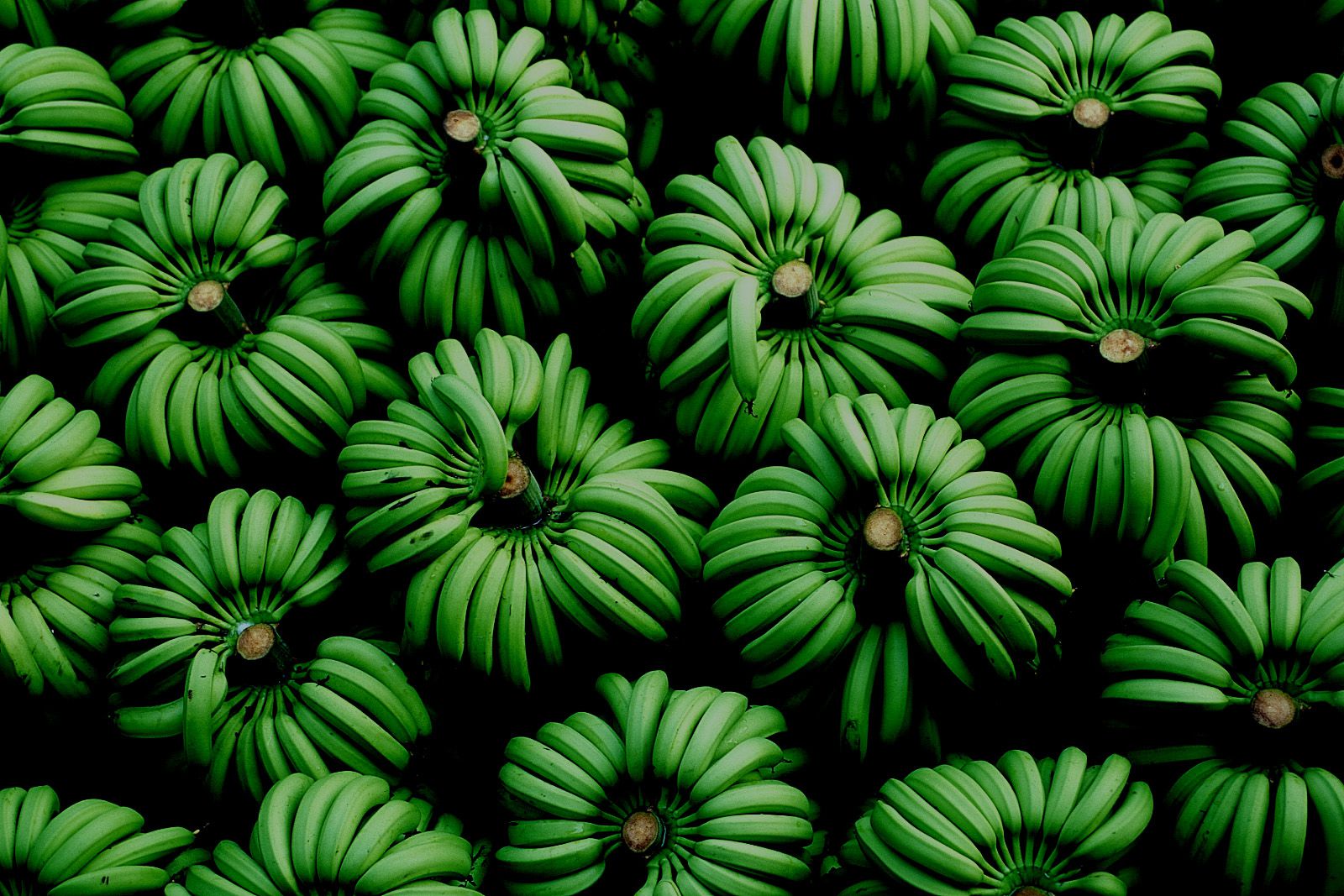 SF-No.209 Mari Hoshino 星野真理-图2