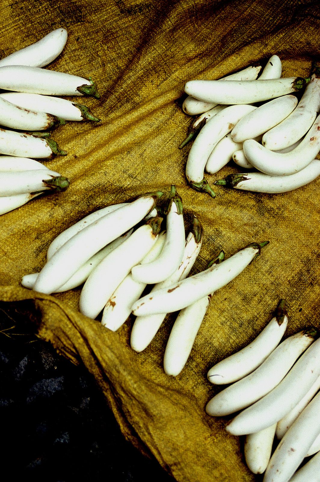 SF-No.209 Mari Hoshino 星野真理-图49