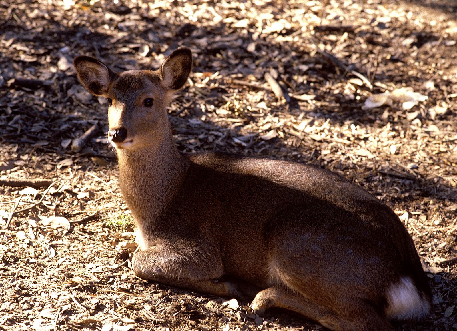 SF-No.214 Yoko Minamino 南野阳子-图48