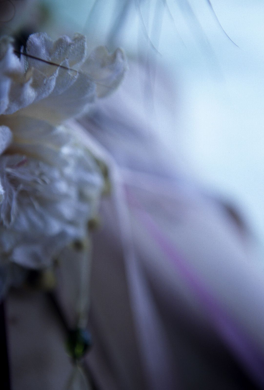 SF-No.312 Akari Hoshino 星野あかり-图14