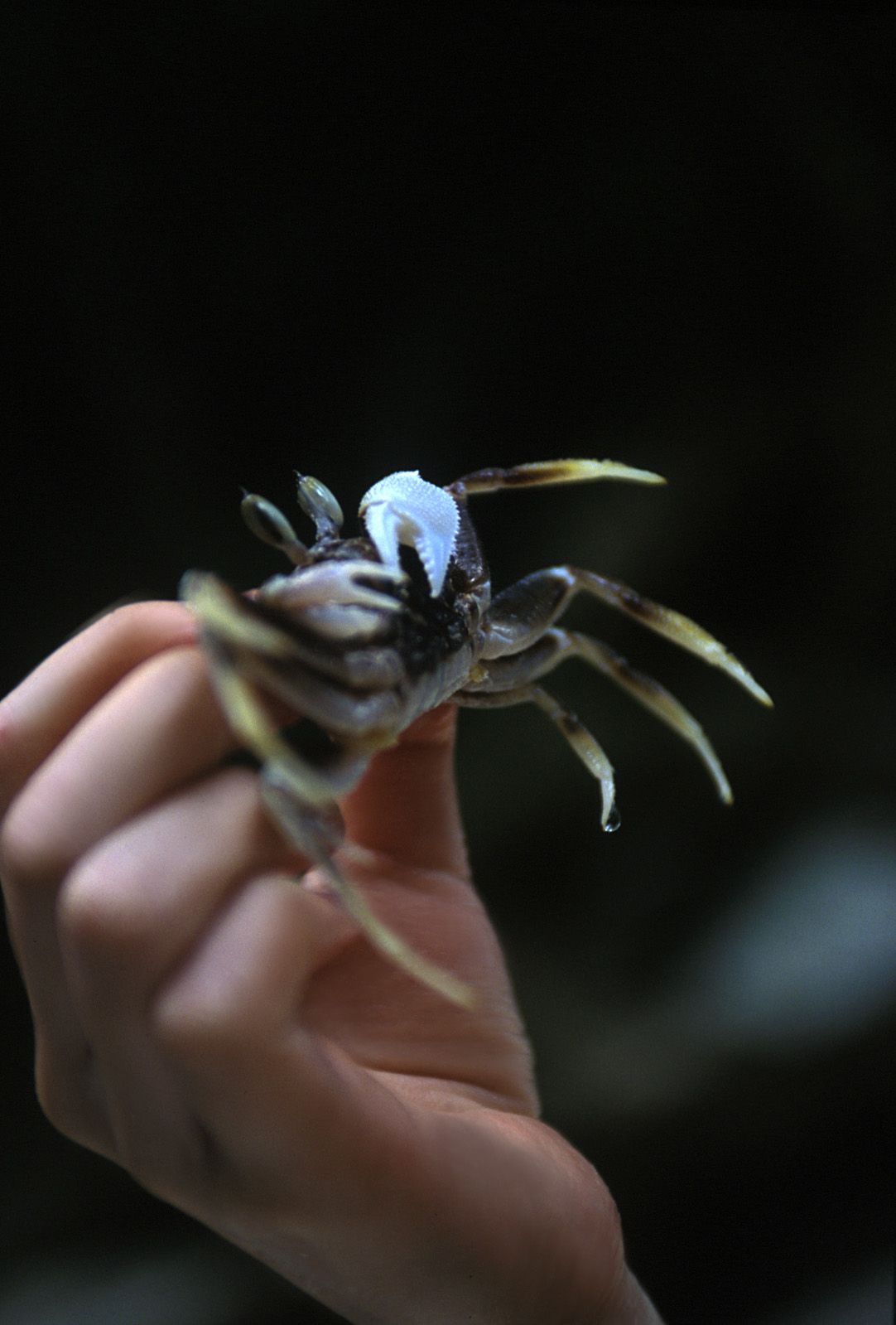 SF-No.312 Akari Hoshino 星野あかり-图1