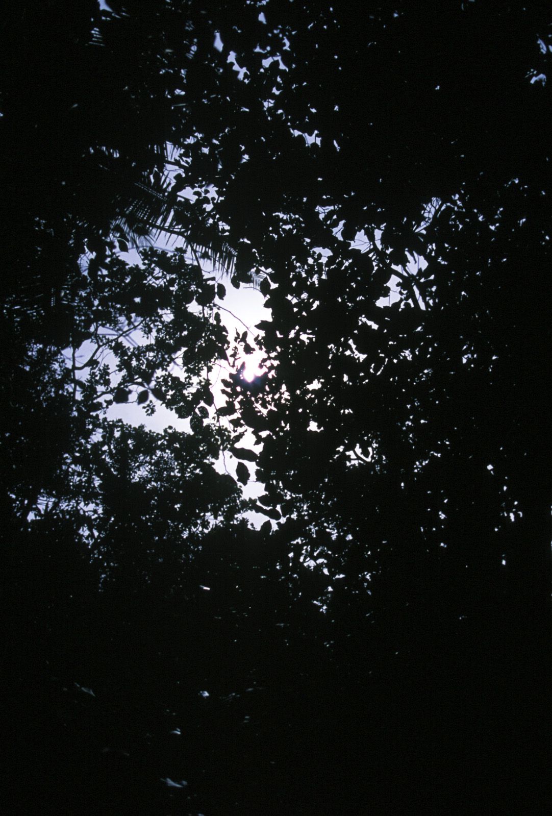 SF-No.312 Akari Hoshino 星野あかり-图43