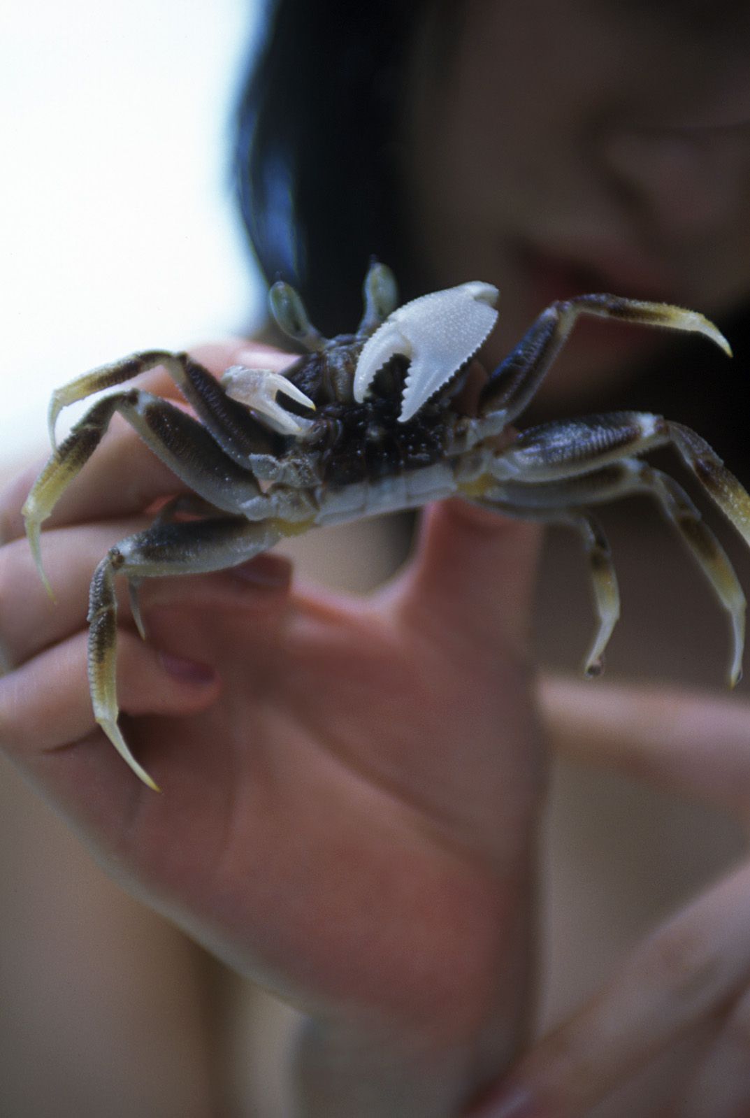 SF-No.312 Akari Hoshino 星野あかり-图5