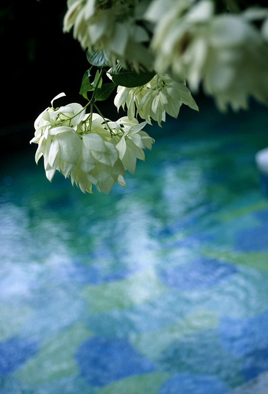 SF-No.321 Mika Ito 伊東美華-图23